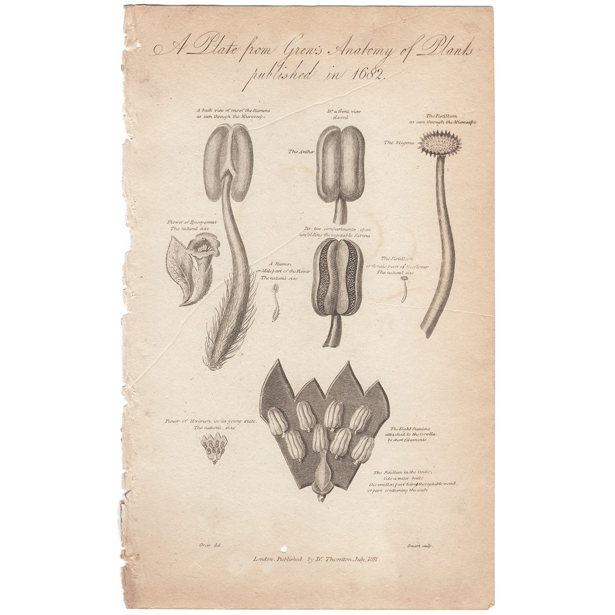 Thornton Botany Plate 30 A plate from Grew's Anatomy of Plants published in 1682