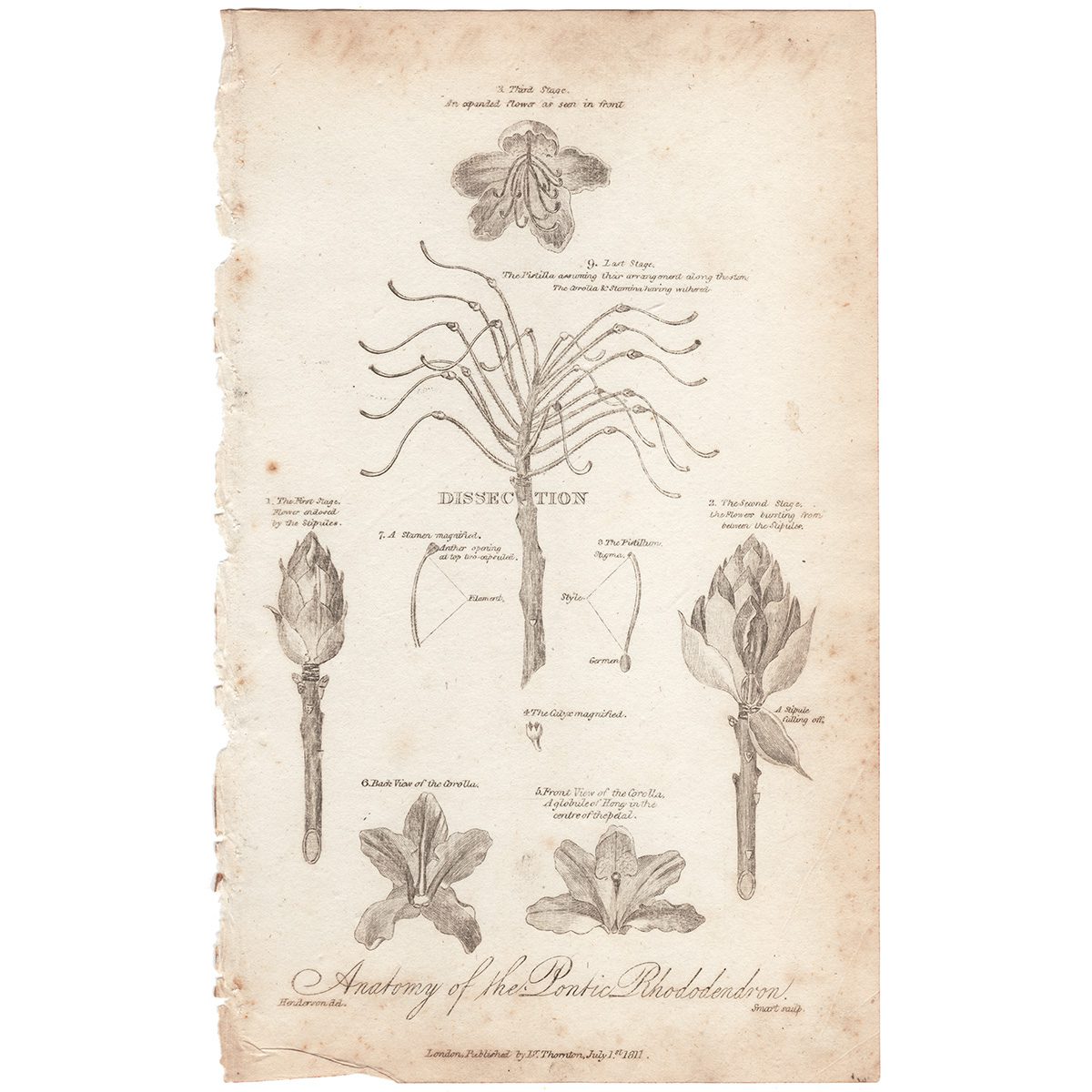 Thornton Botany Plate 32 Anatomy of the Pontic Rhododendron