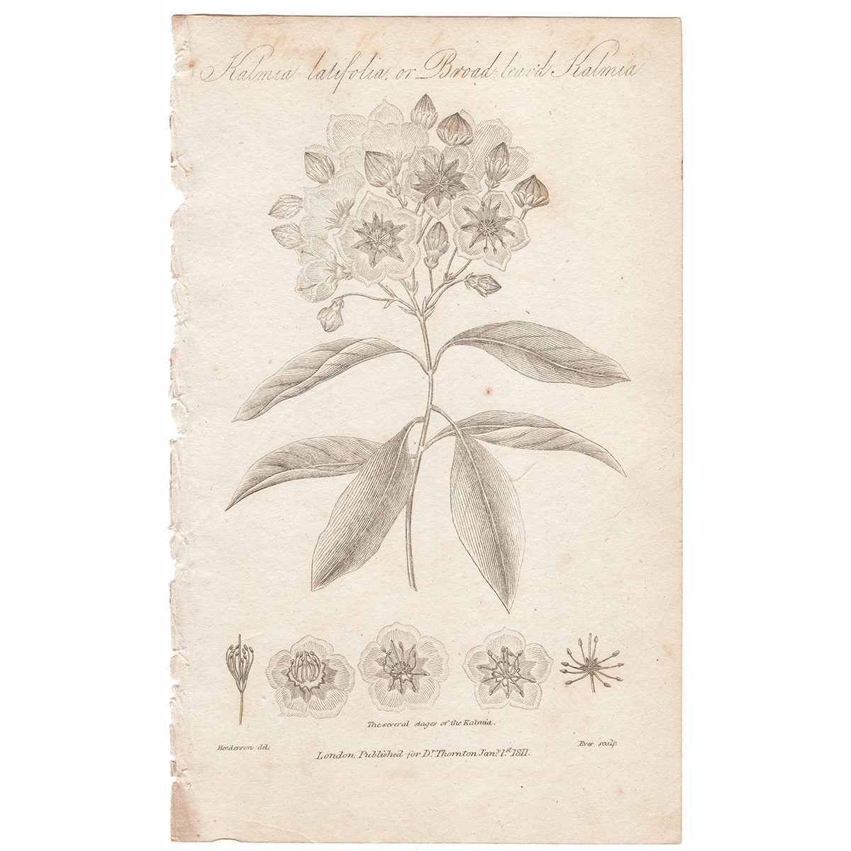Thornton Botany Plate 34 Broad-leaved Kalmia