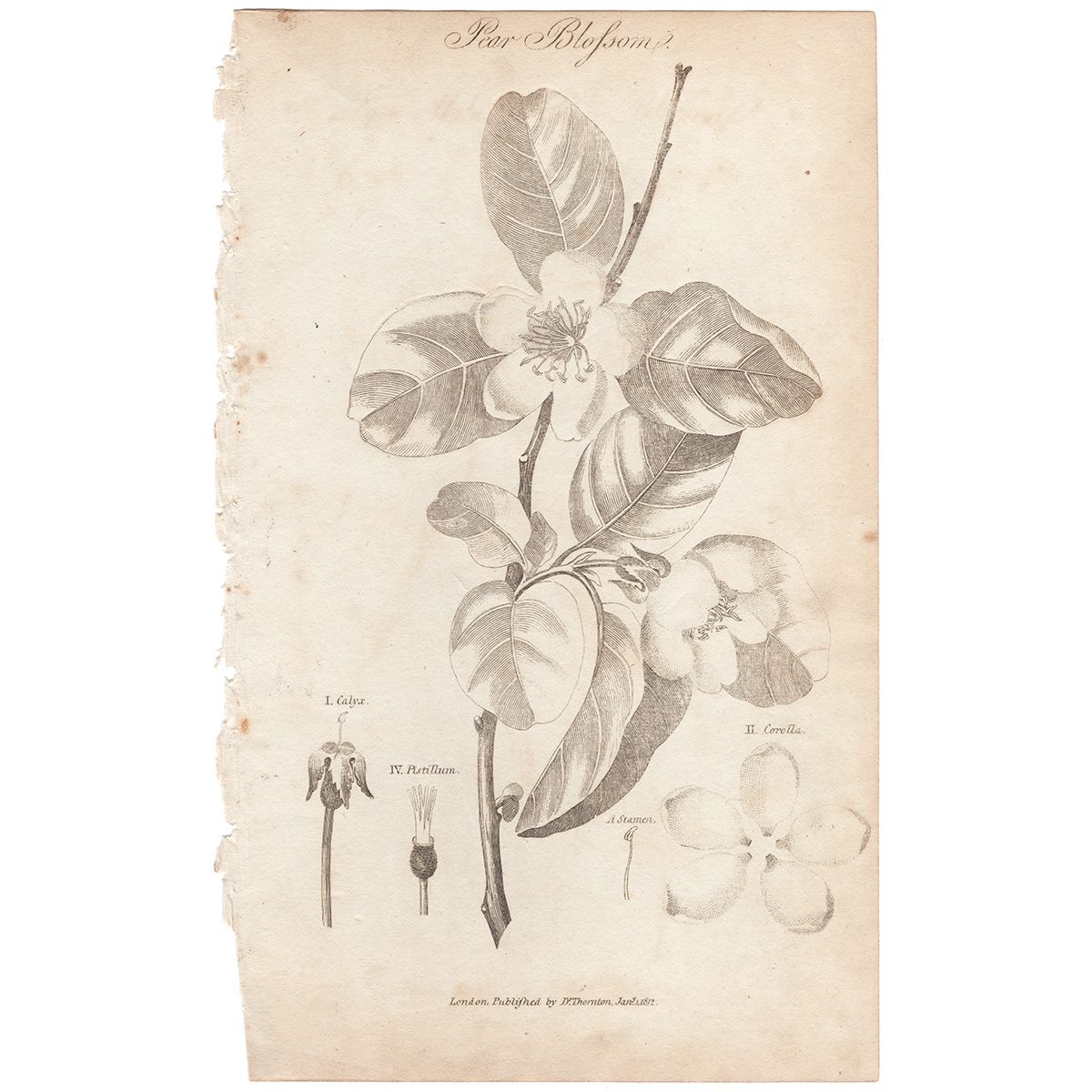 Thornton Botany Plate 35 Pear Blossom