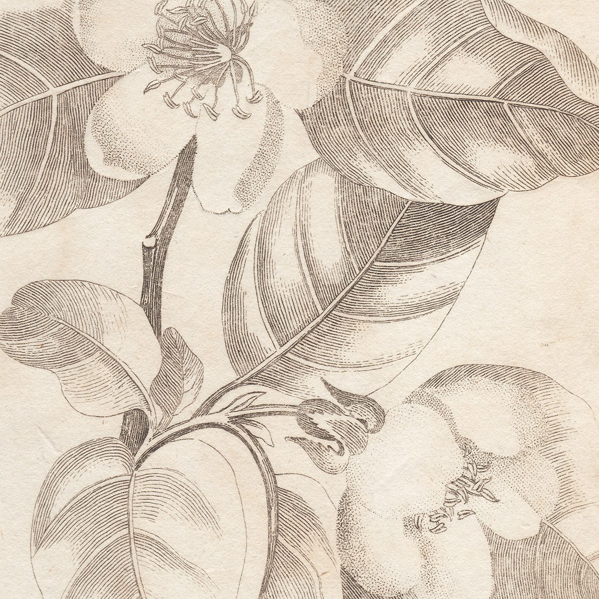 Original antique hand-colored engraving botanical print from Thornton's British Flora