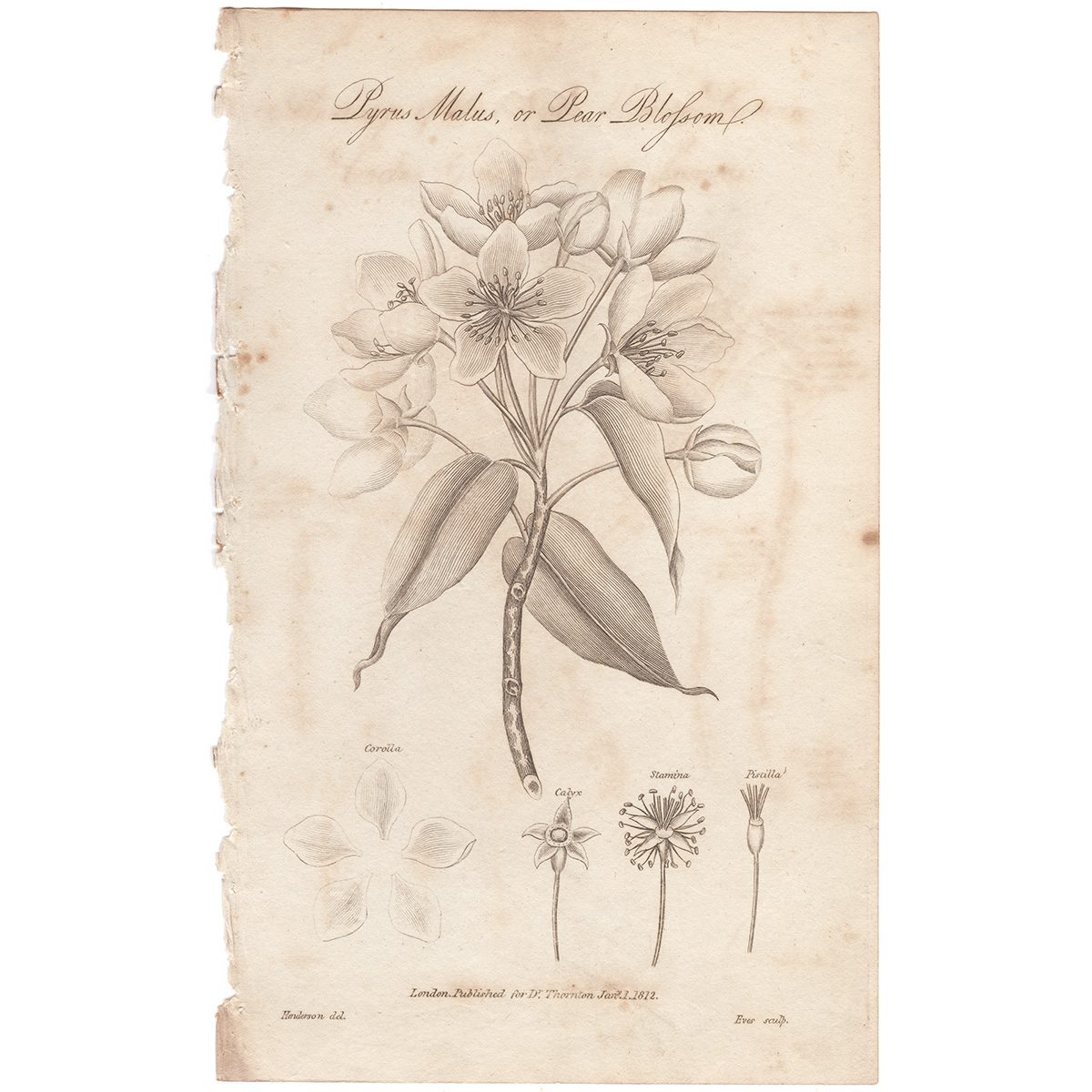 Thornton Botany Plate 36 Pear Blossom