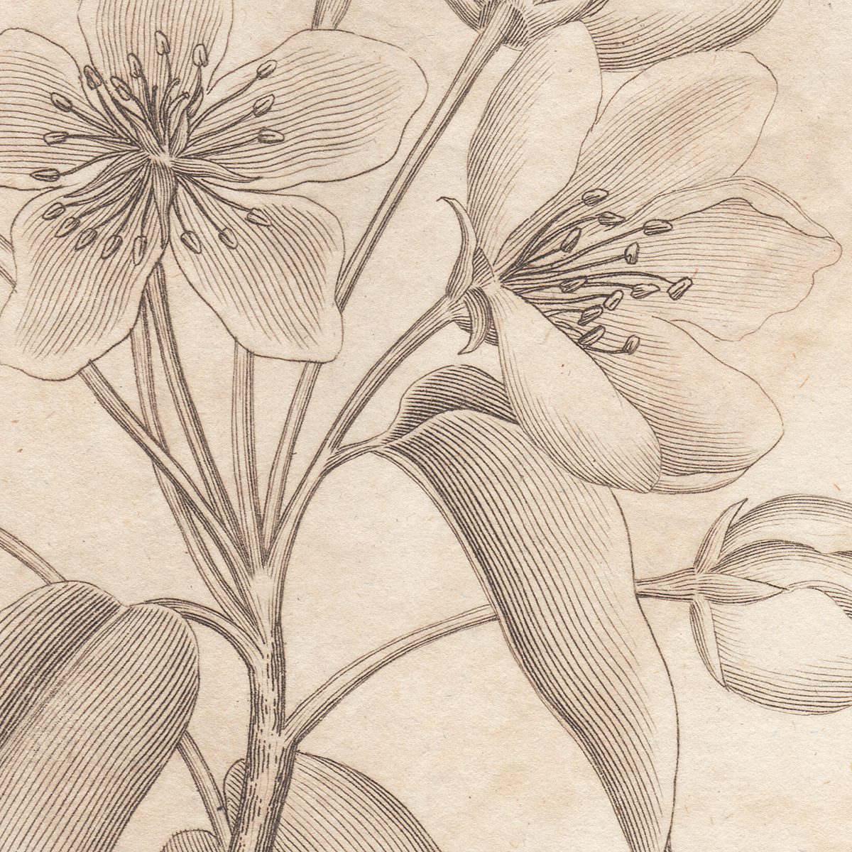 Original antique hand-colored engraving botanical print from Thornton's British Flora