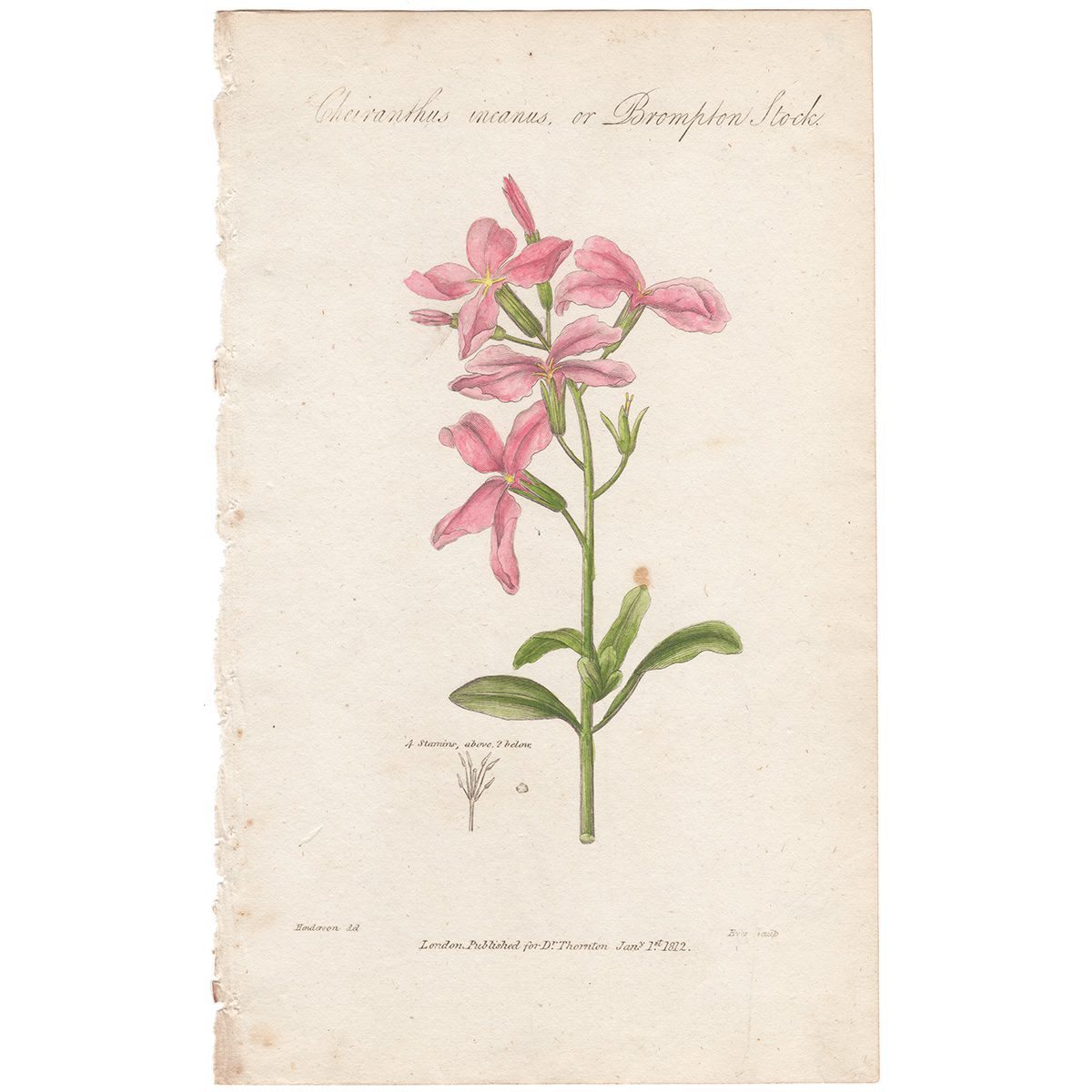 Thornton Botany Plate 39 Brompton Stock