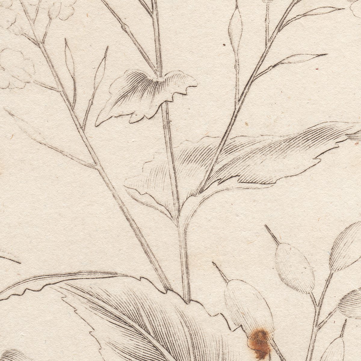 Original antique hand-colored engraving botanical print from Thornton's British Flora