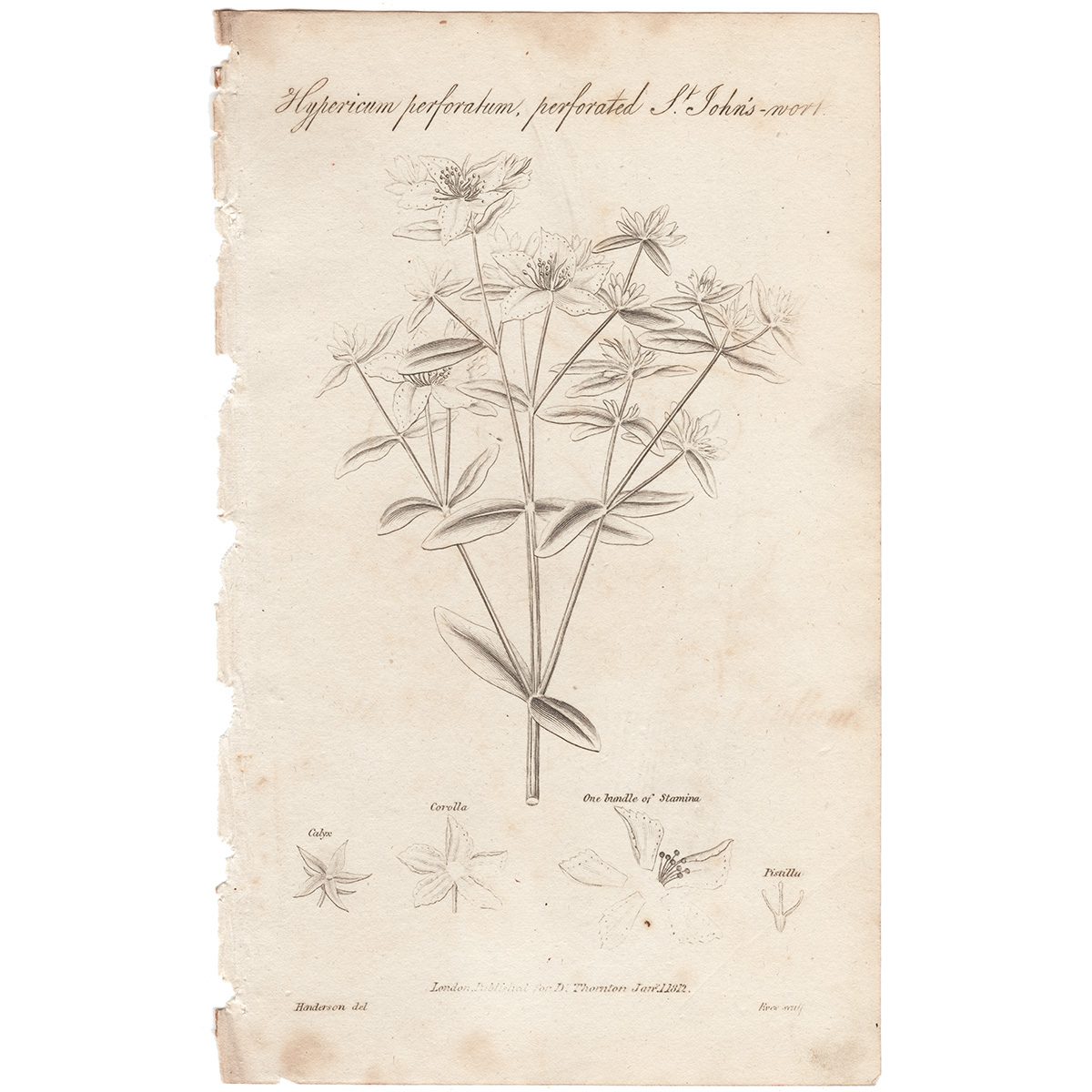 Thornton Botany Plate 42 Perforated St. John's - wort