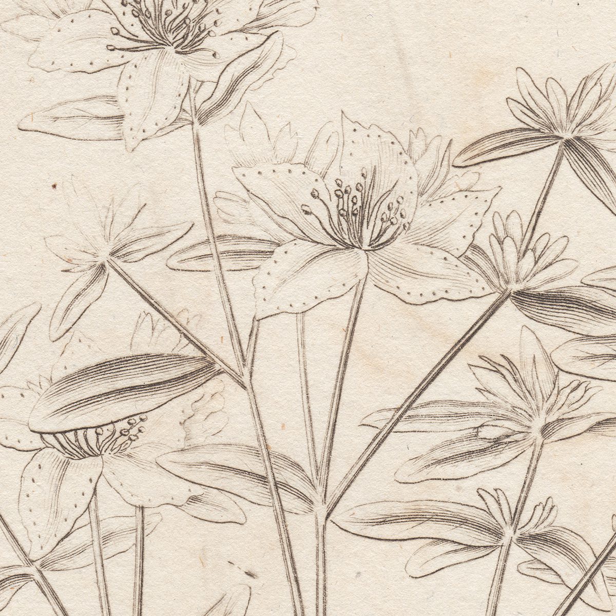 Original antique hand-colored engraving botanical print from Thornton's British Flora