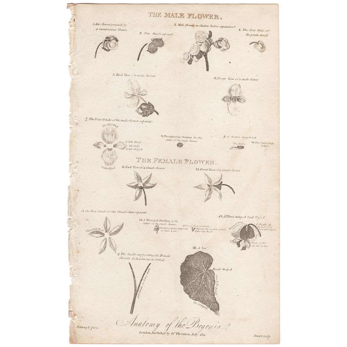 Thornton Botany Plate 45 Anatomy of the Begonia
