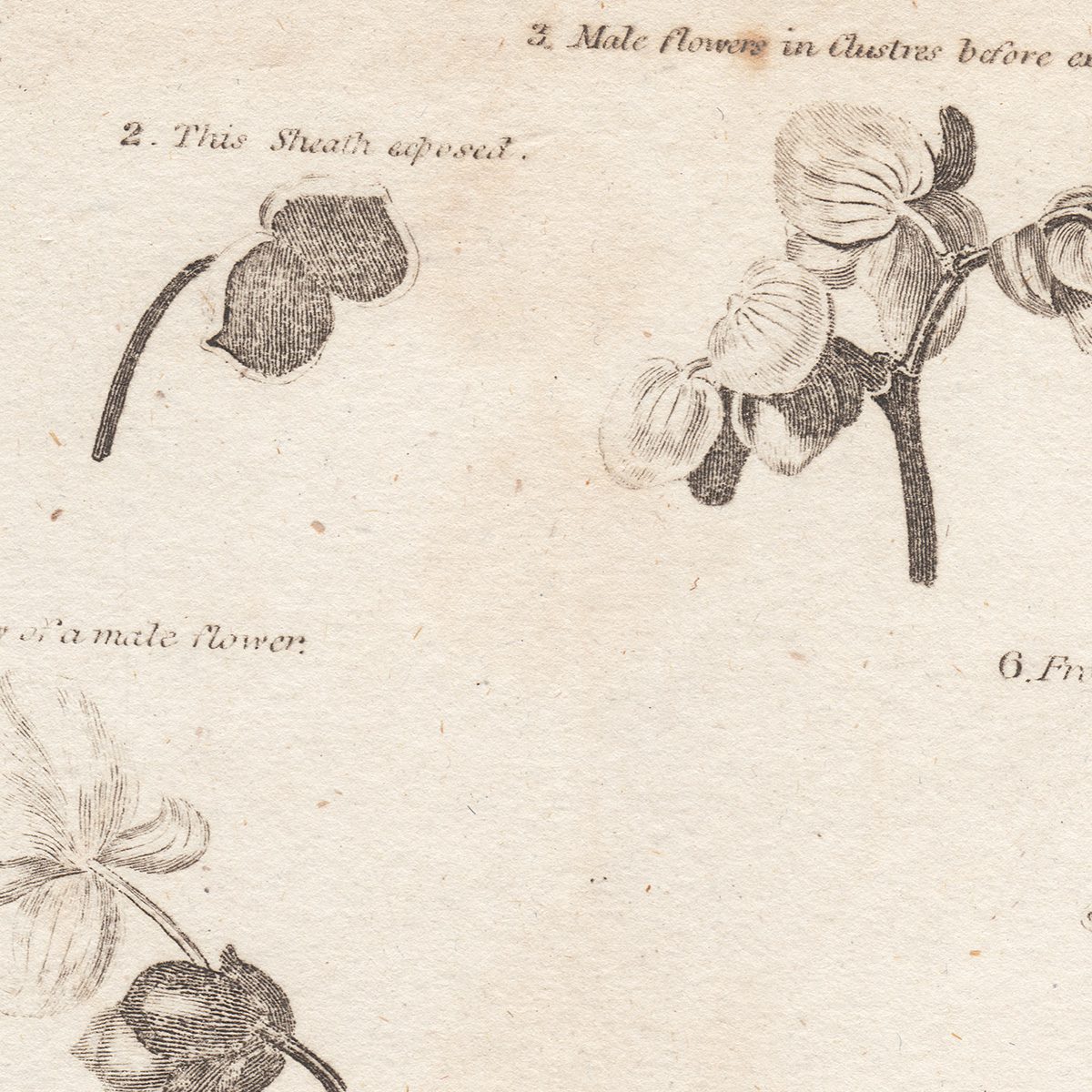 Original antique hand-colored engraving botanical print from Thornton's British Flora