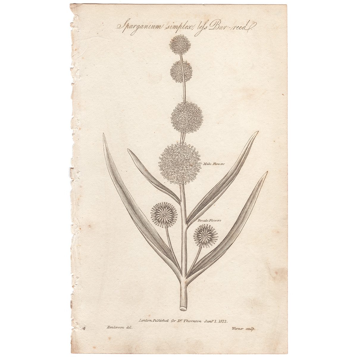 Thornton Botany Plate 46 Bur-reed