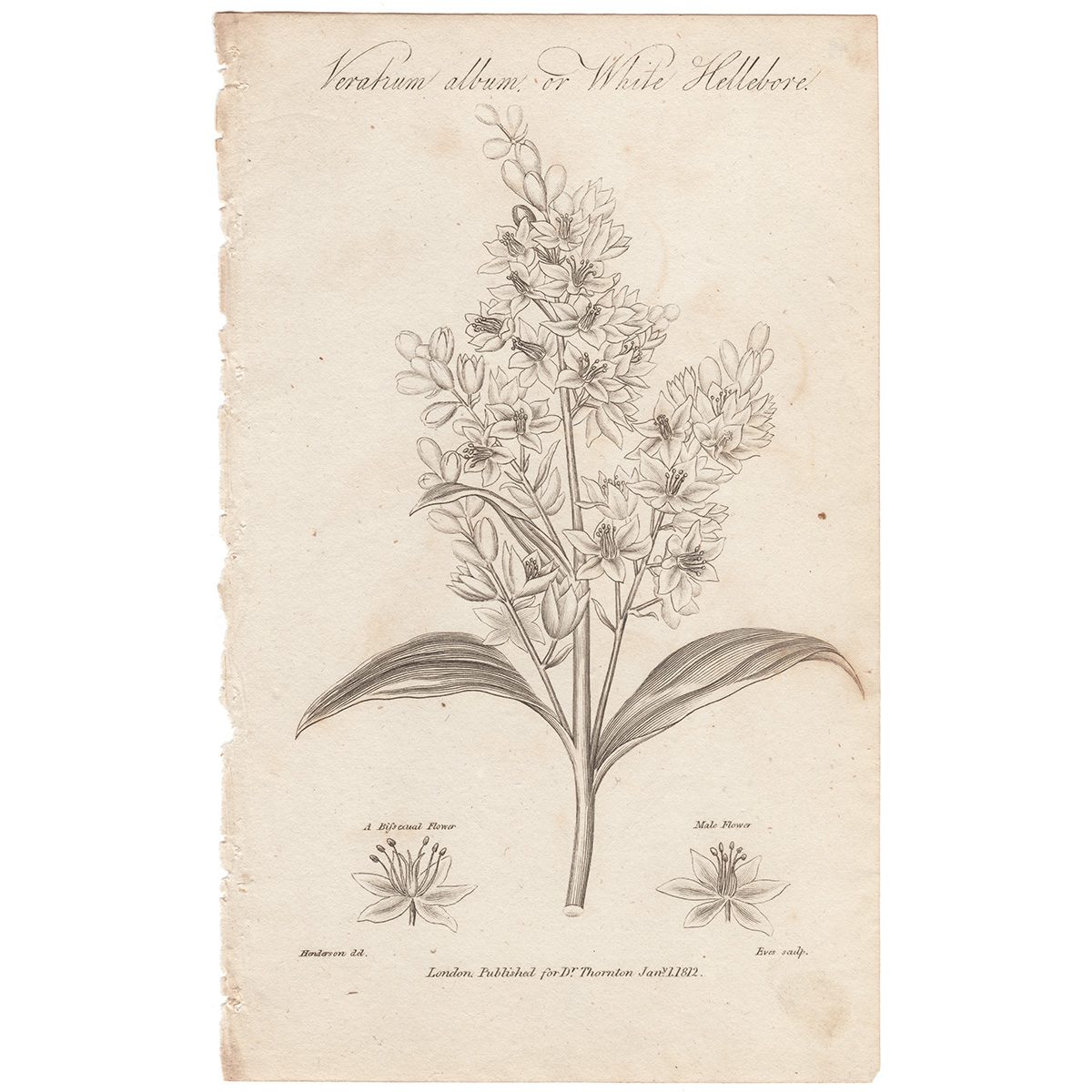 Thornton Botany Plate 49 White Hellebore