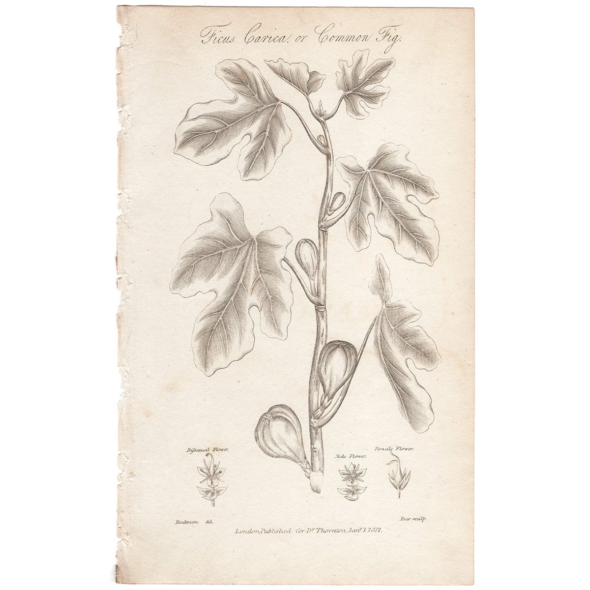 Thornton Botany Plate 50 Common Fig