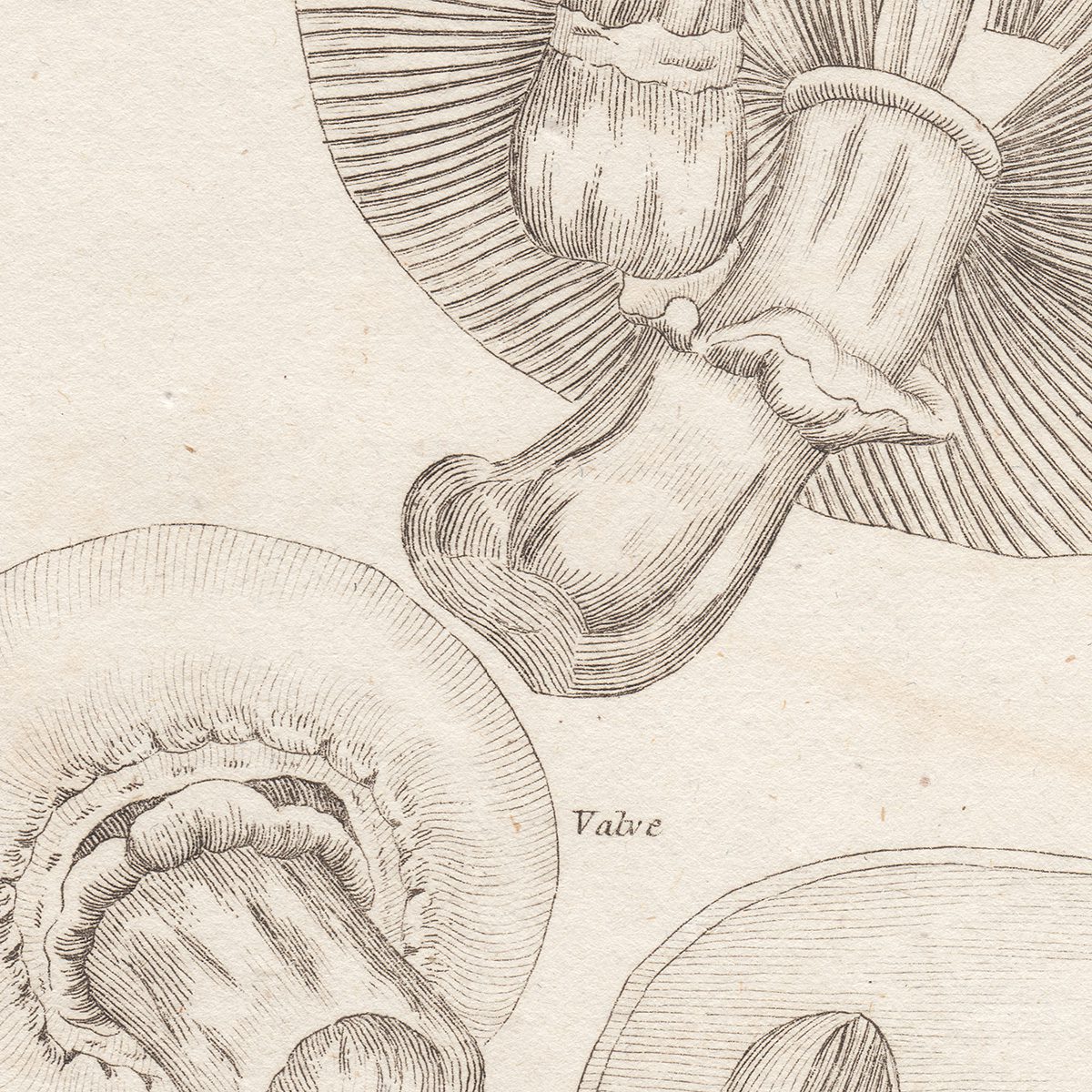 Original antique hand-colored engraving botanical print from Thornton's British Flora