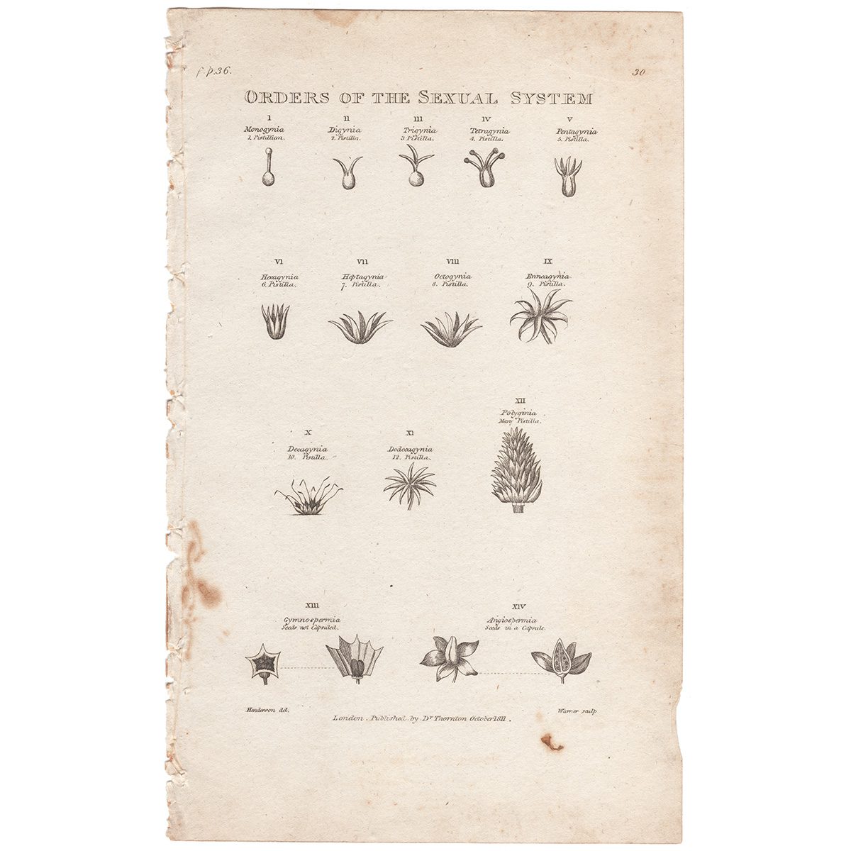 Thornton Botany Plate 52 Orders of the Sexual System