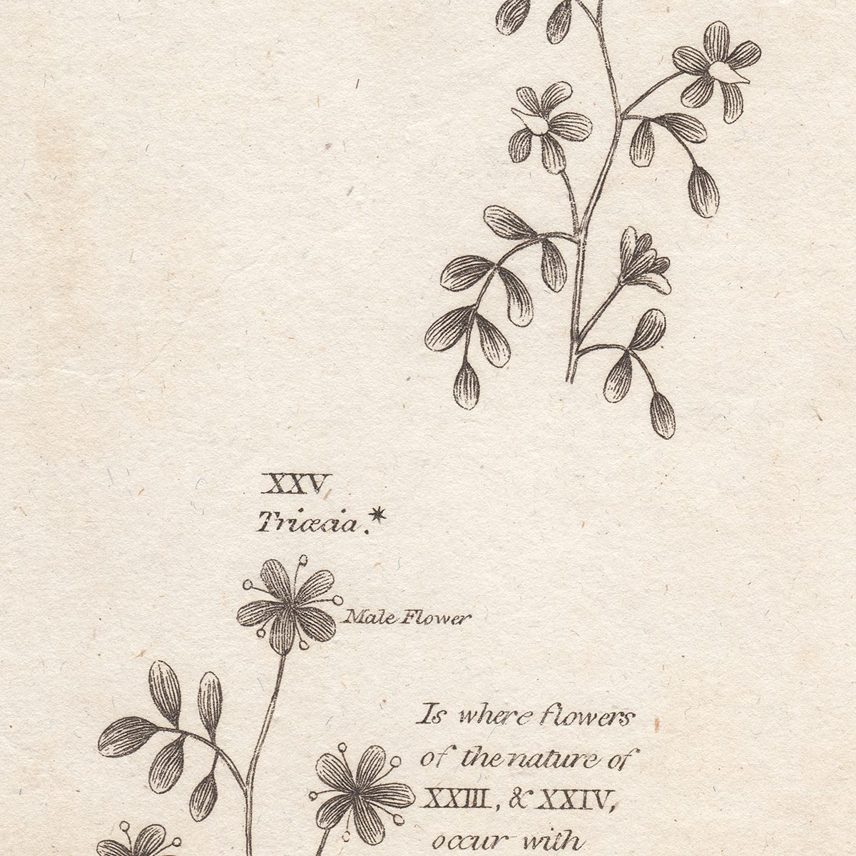 Original antique hand-colored engraving botanical print from Thornton's British Flora