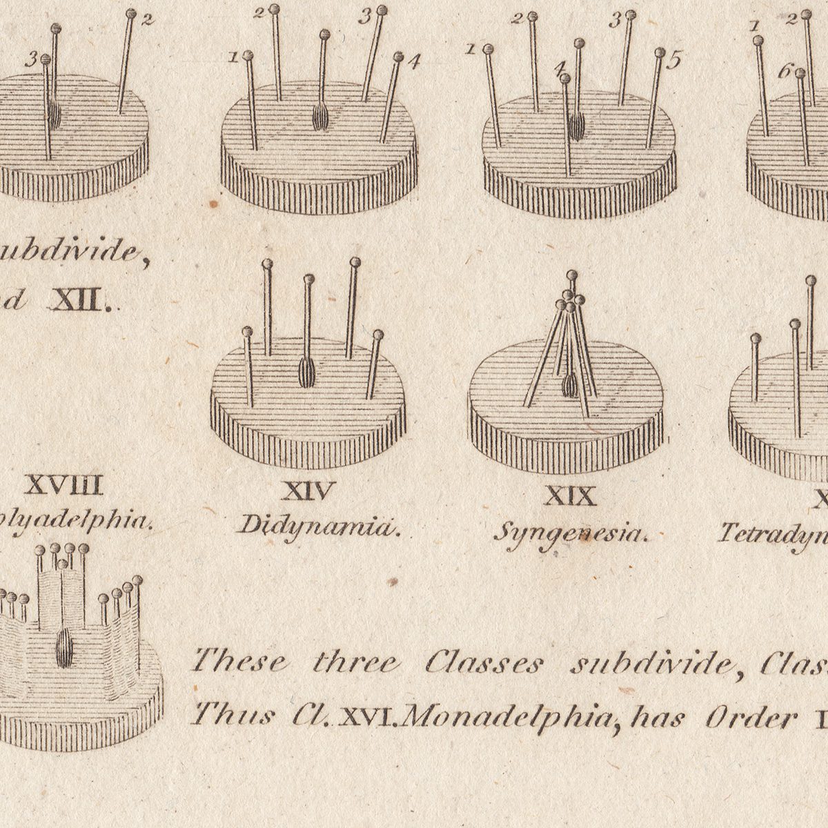 Original antique hand-colored engraving botanical print from Thornton's British Flora
