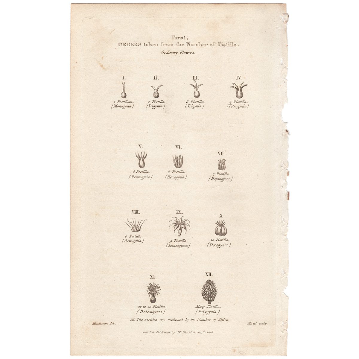 Thornton Botany Plate 59 Orders of the Pistilla