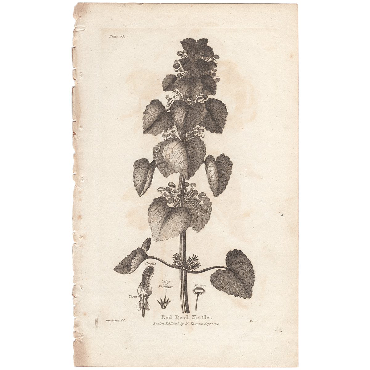 Thornton Botany Plate 23 Red Dead Nettle