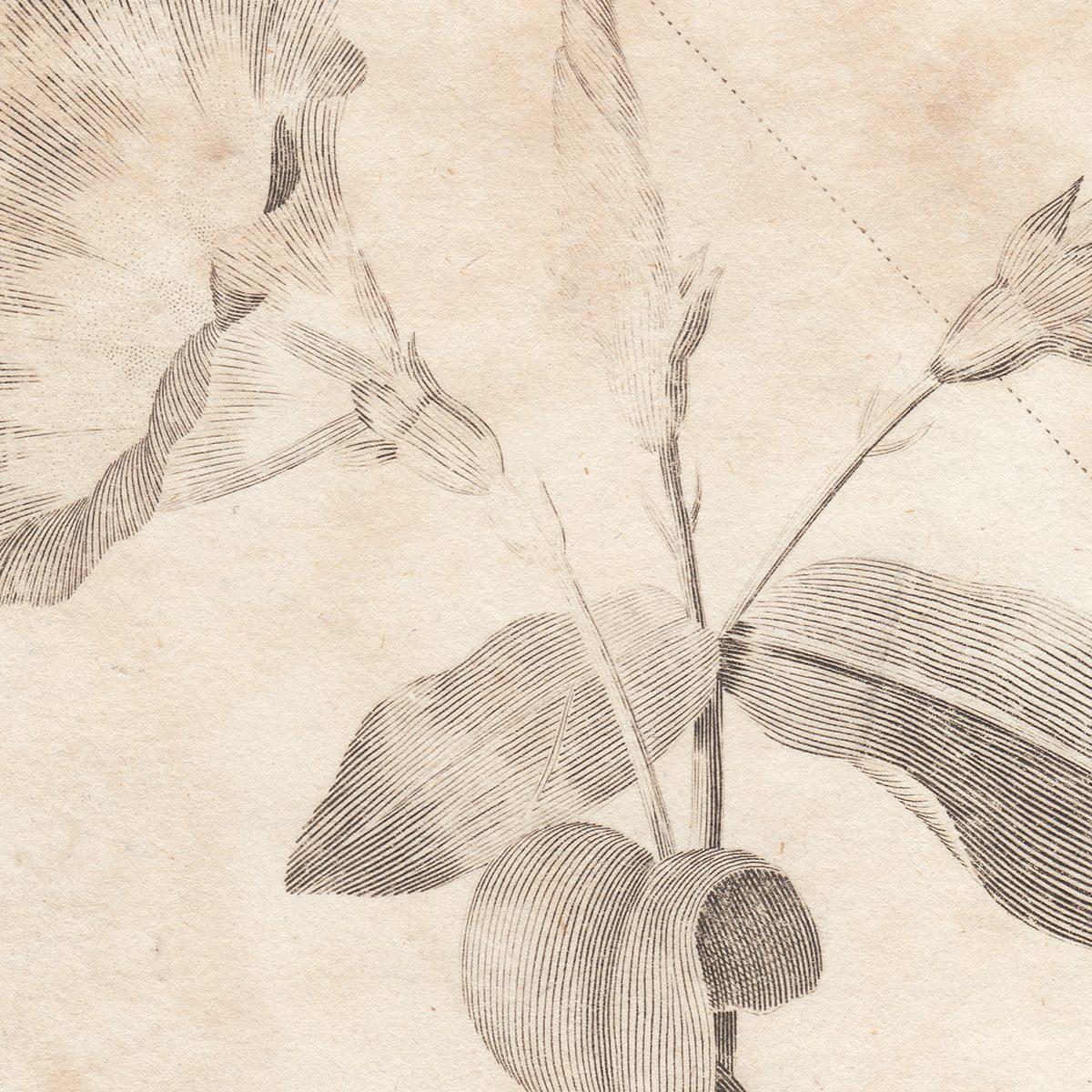 Thornton Botany Plate 2 Convolvulus - Image 2