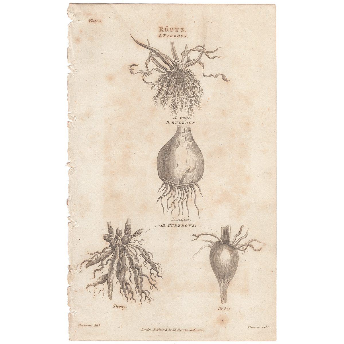 Thornton Botany Plate 5 Roots