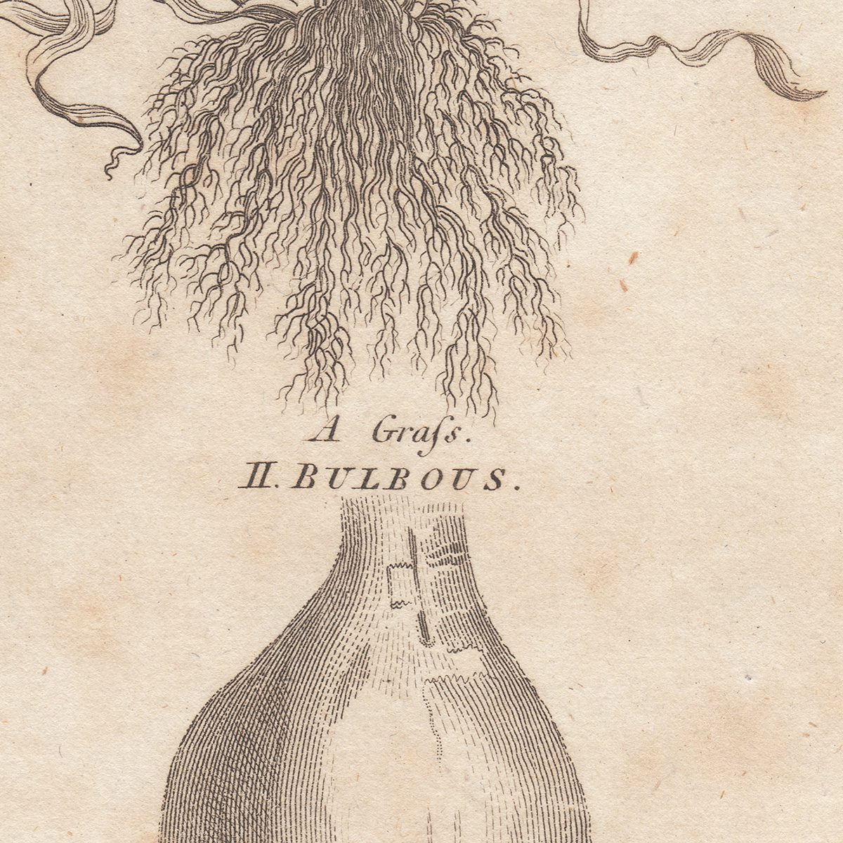 Thornton Botany Plate 5 Roots - Image 2