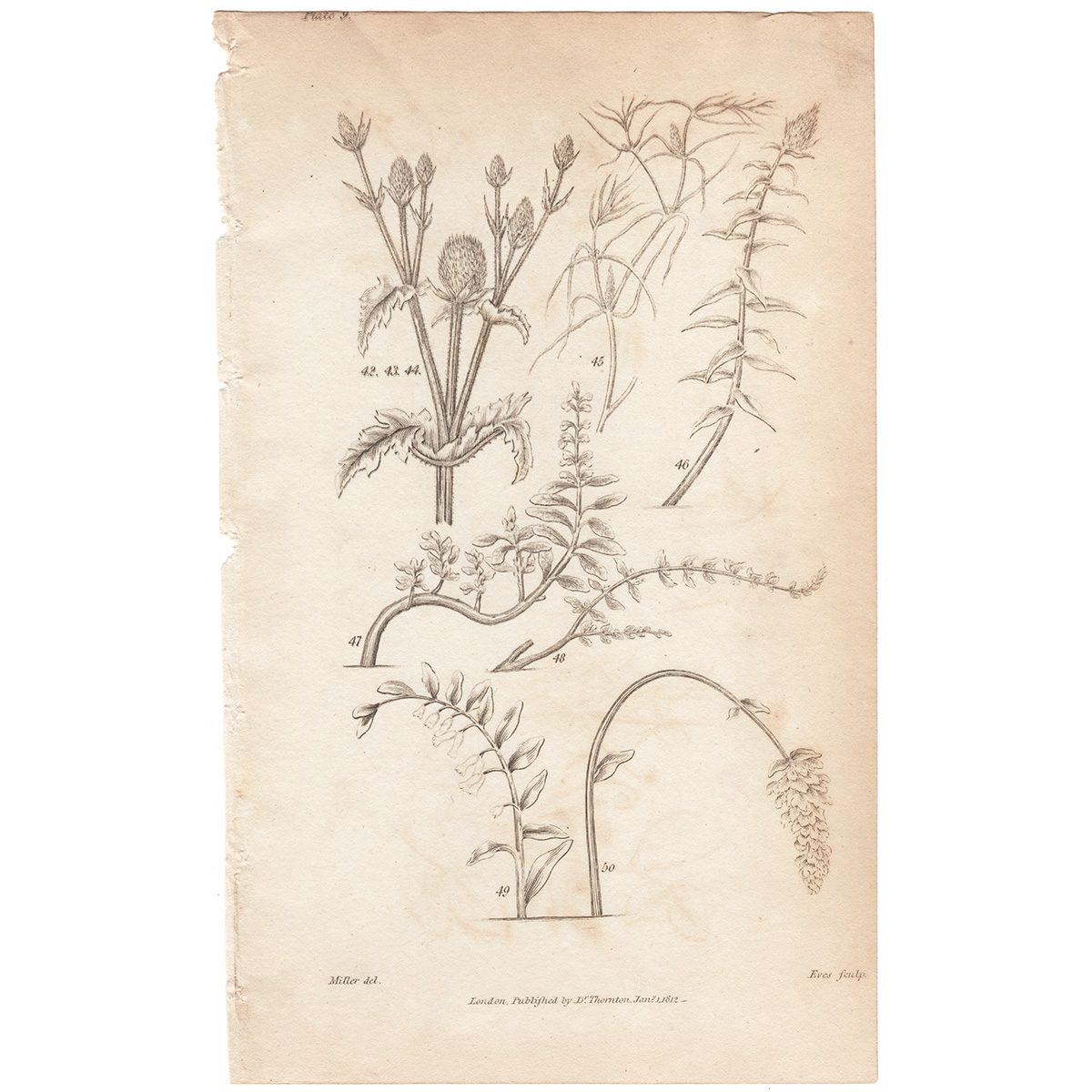 Thornton Botany Plate 9 Kinds of Stems