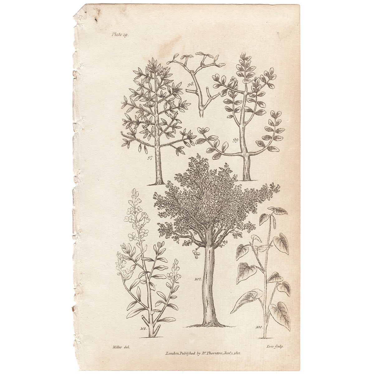 Thornton Botany Plate 19 Kinds of Stems