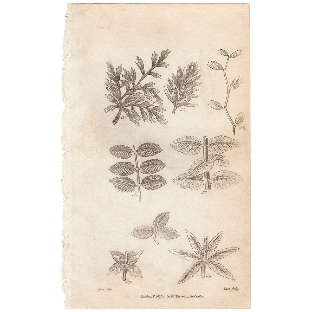 Thornton Botany Plate 25 Kinds of Leaves