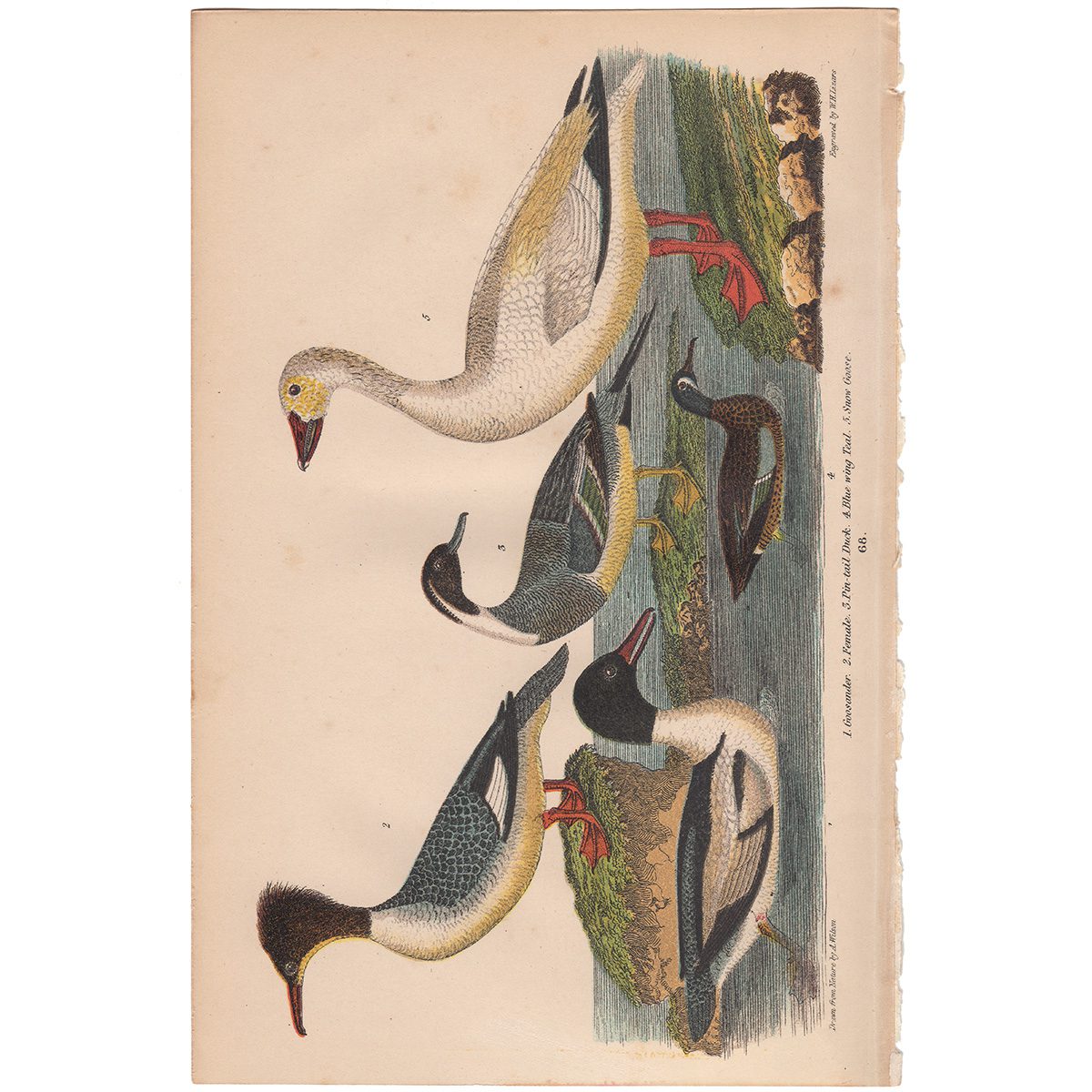 Wilson American Ornithology Plate 68 Blue wing Teal, Snow Goose