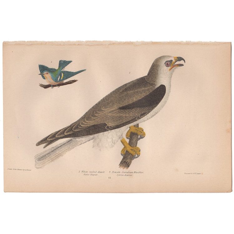Wilson American Ornithology Supp Plate 11 White-tailed Hawk