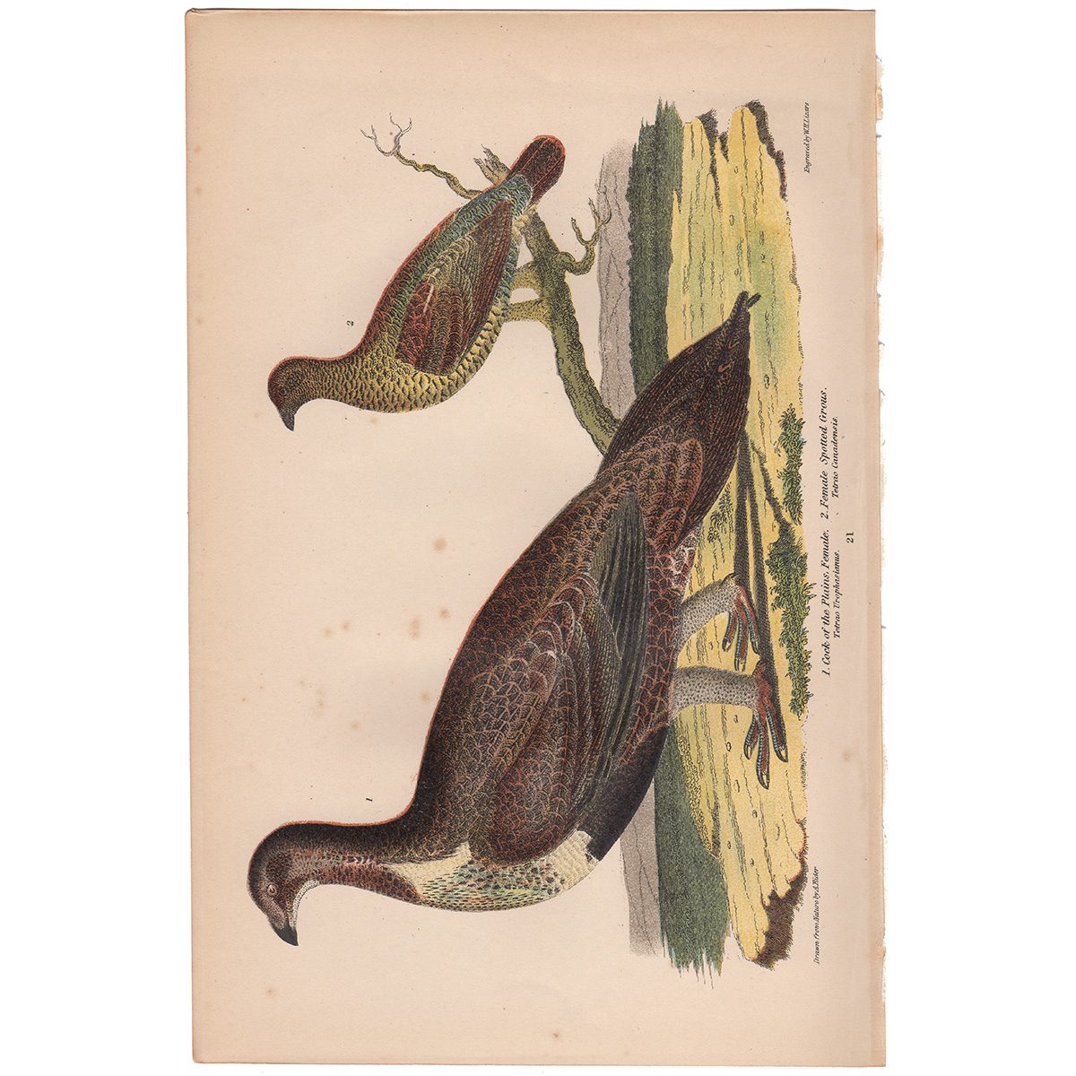 Wilson American Ornithology Supp Plate 21 Cock of the Plains