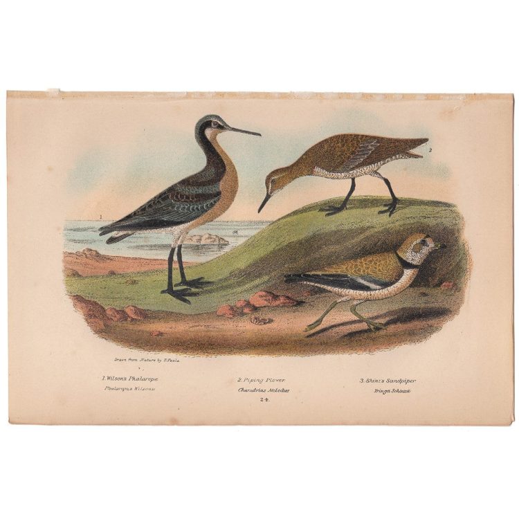 Wilson American Ornithology Supp Plate 24 Piping Plover