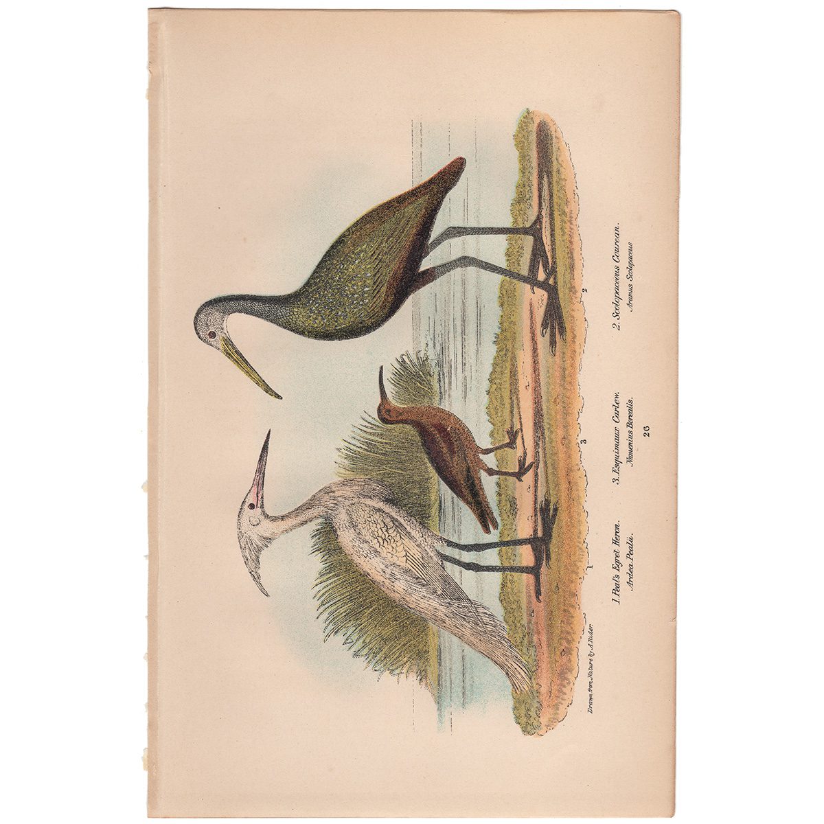 Wilson American Ornithology Supp Plate 26 Peal's Egret Heron