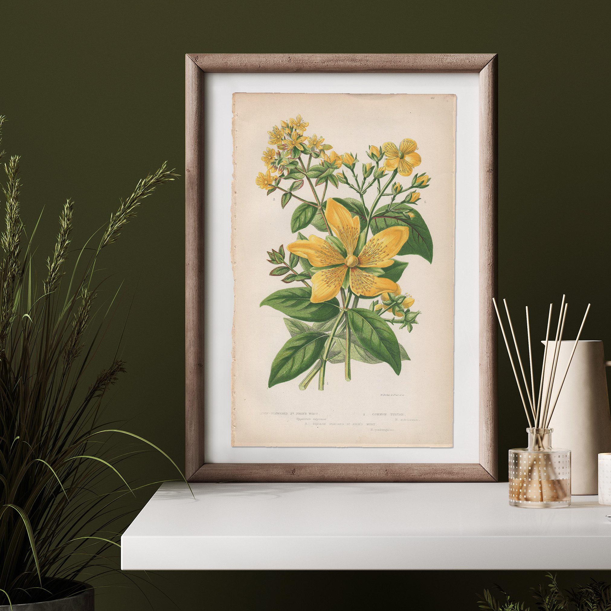 Anne Pratt Botanical print