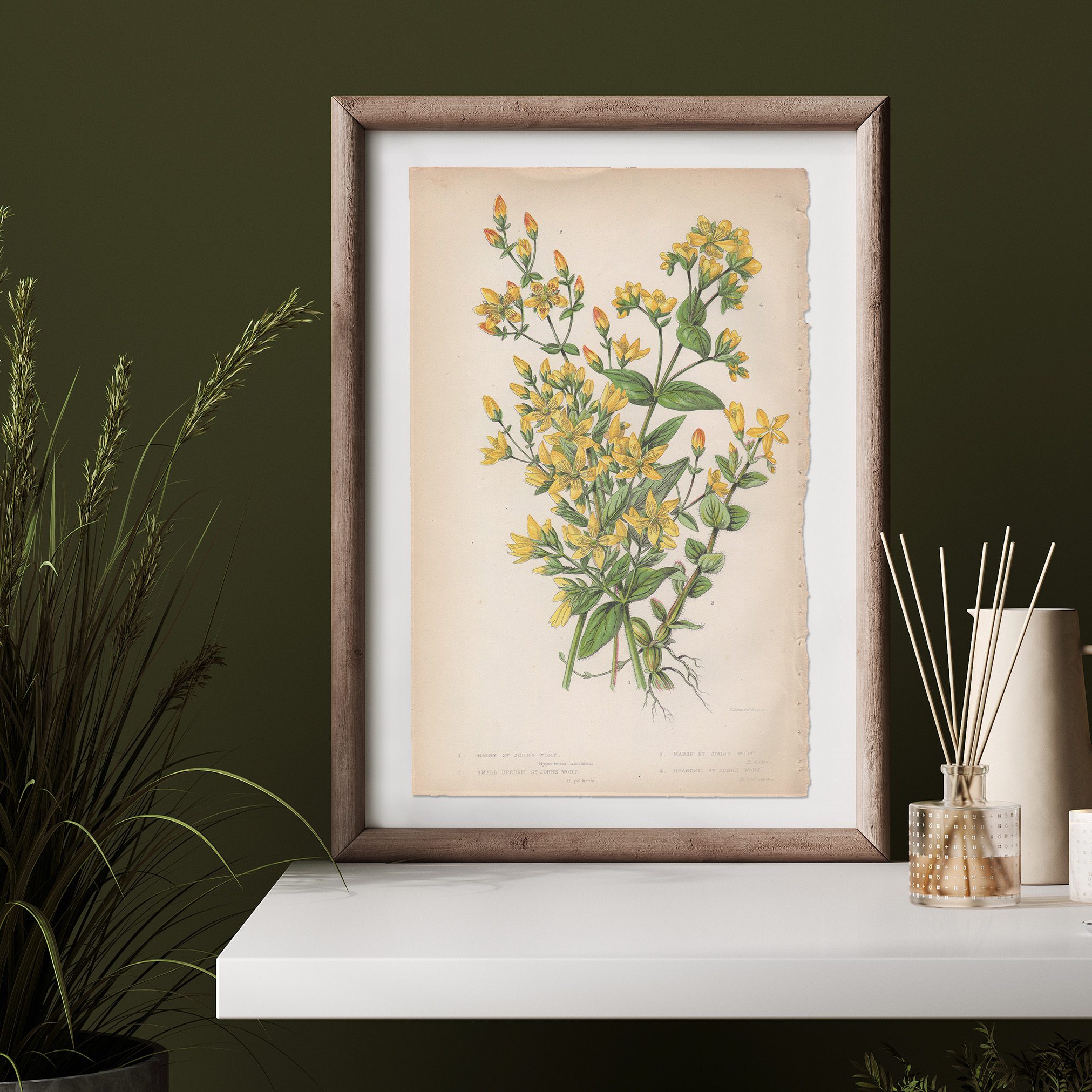 Anne Pratt Botanical print