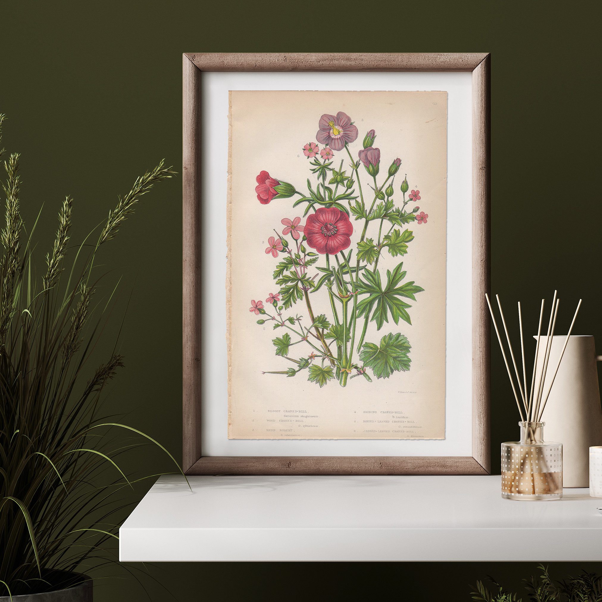 Anne Pratt Botanical print