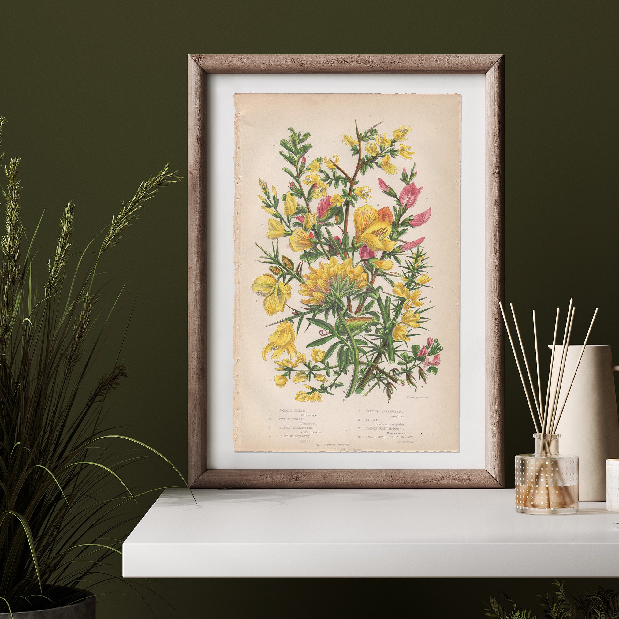 Anne Pratt Botanical print