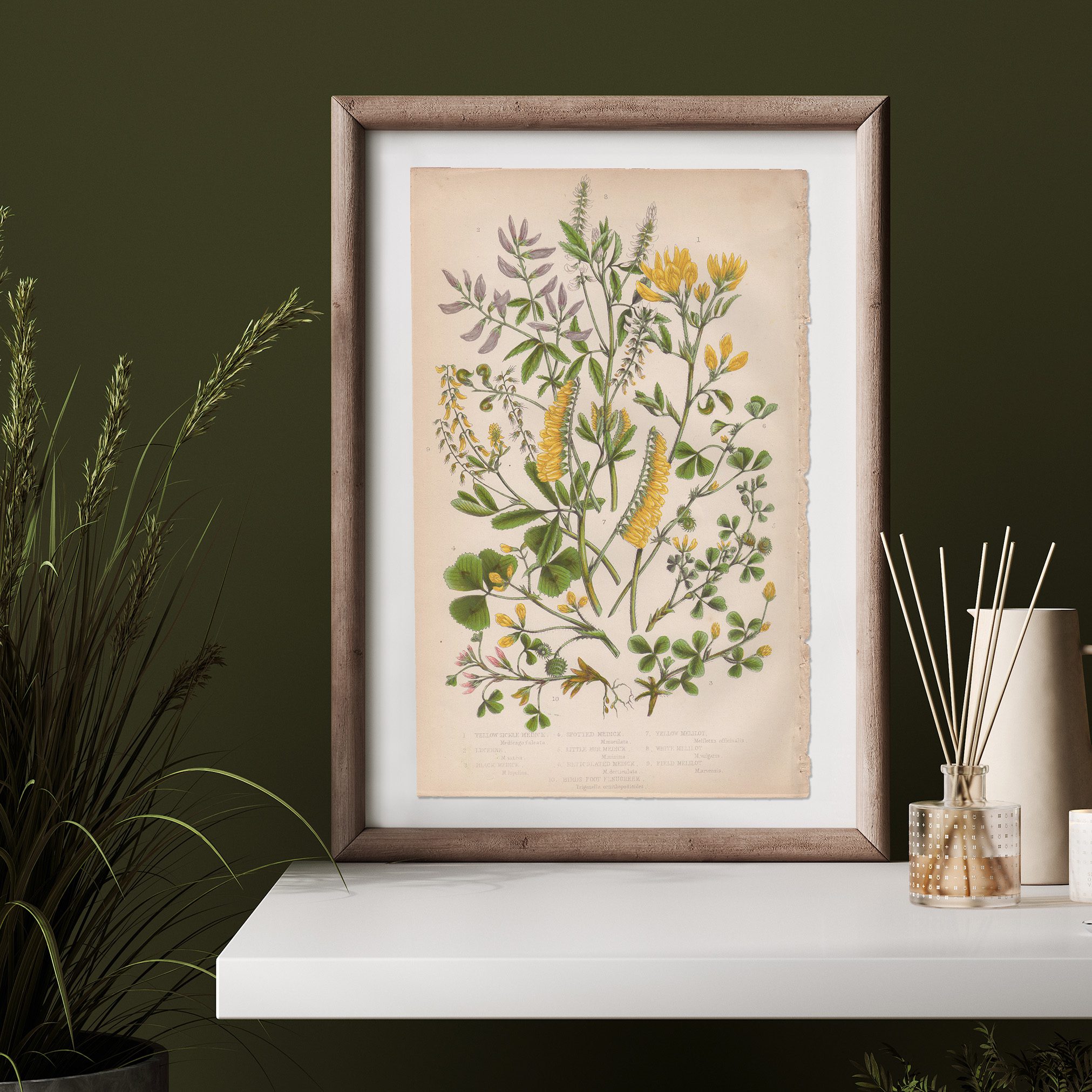 Anne Pratt Botanical print