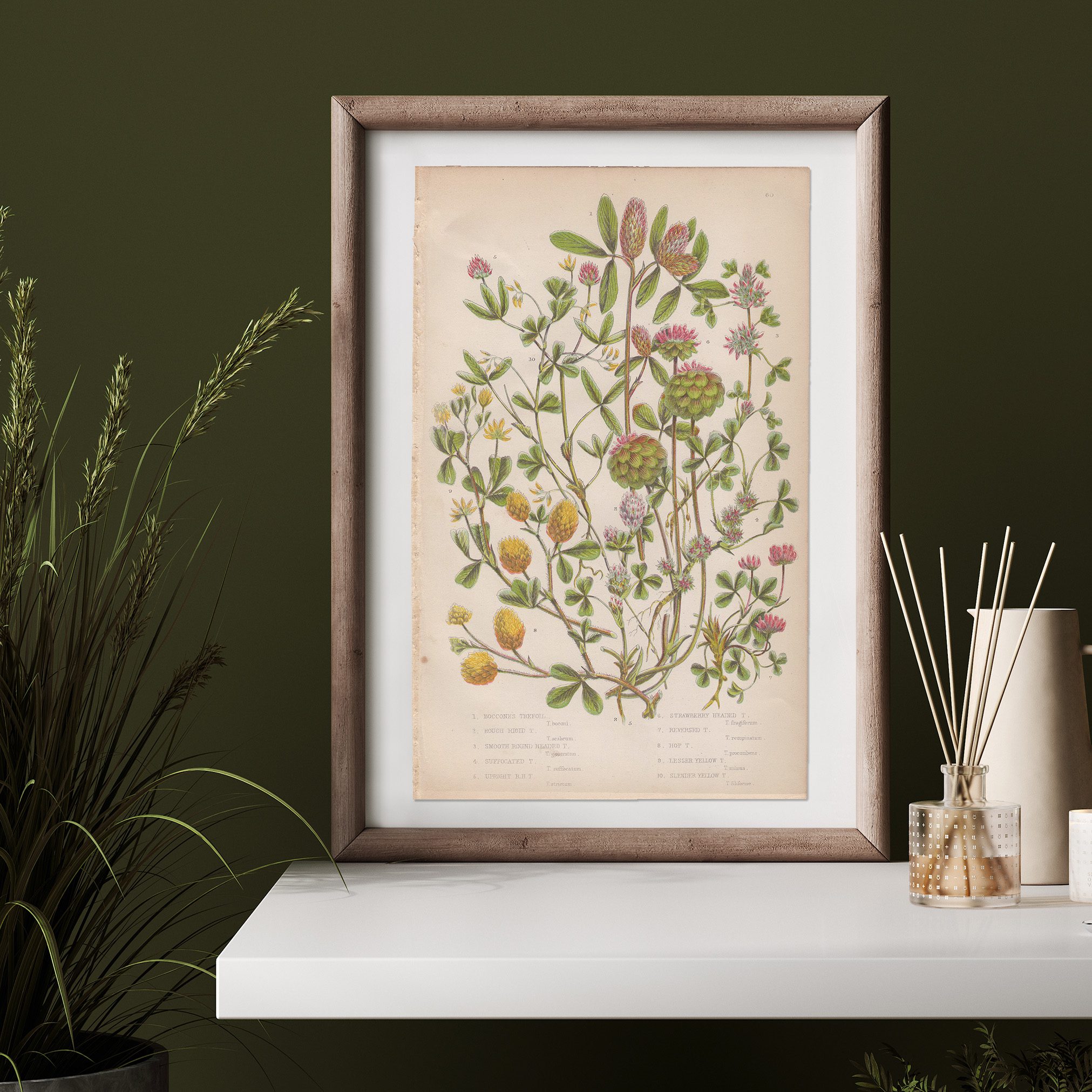 Anne Pratt Botanical print
