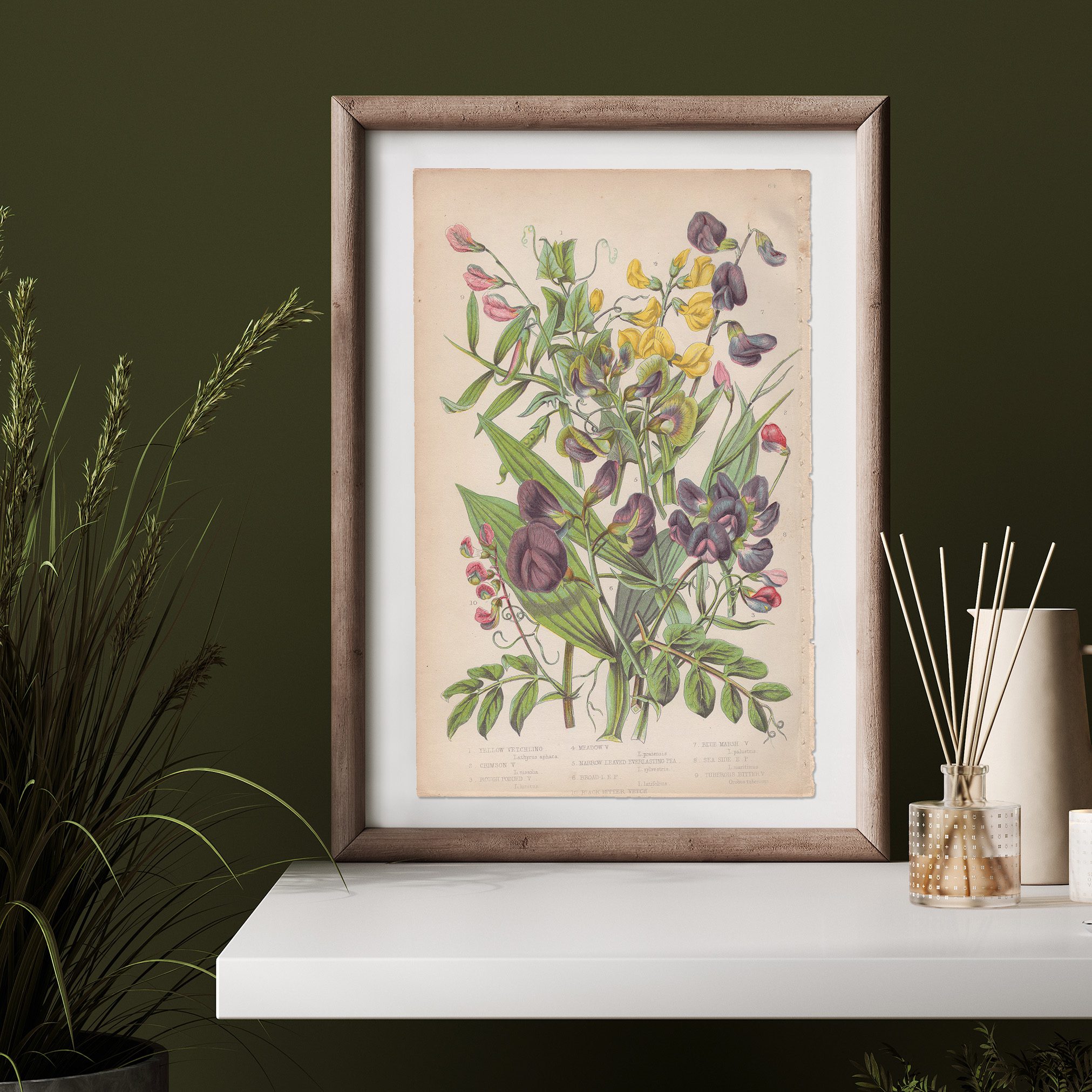 Anne Pratt Botanical print