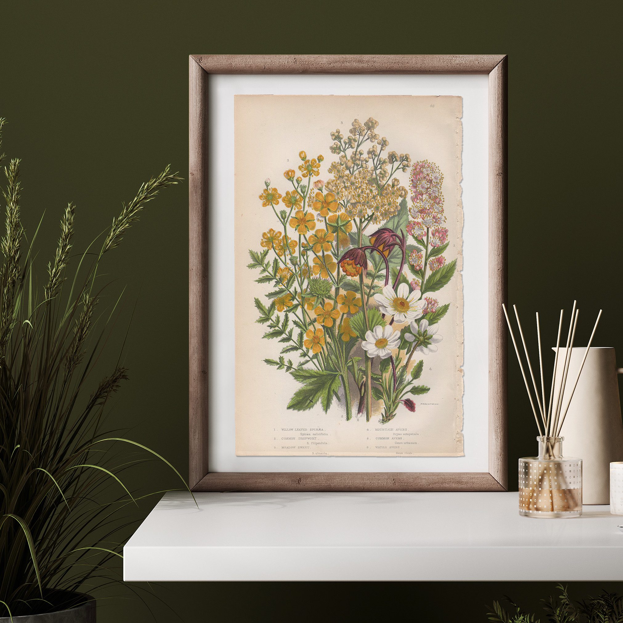 Anne Pratt Botanical print
