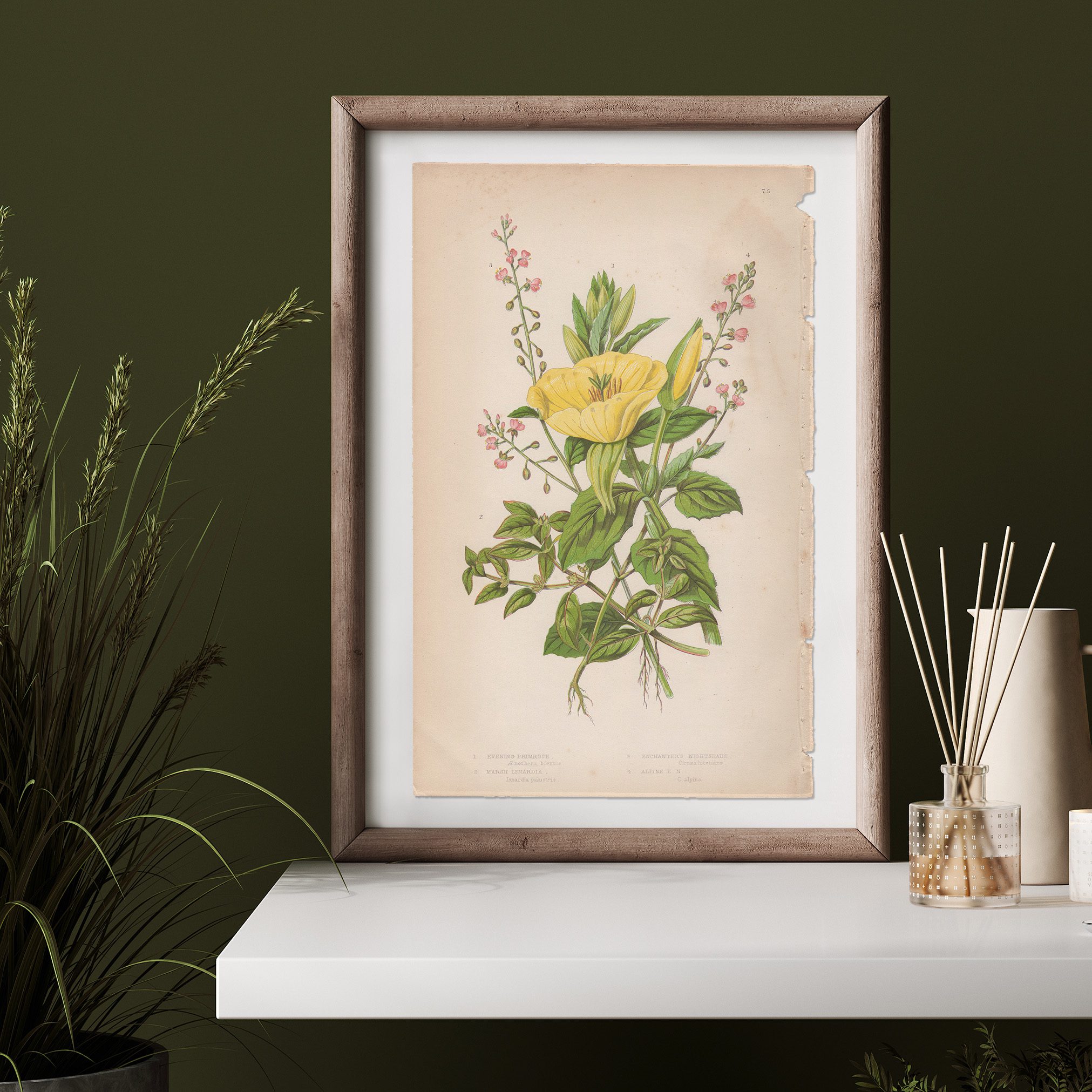 Anne Pratt Plate 75 Primrose, Isnardia, Enchanter's Nightshade - Image 3