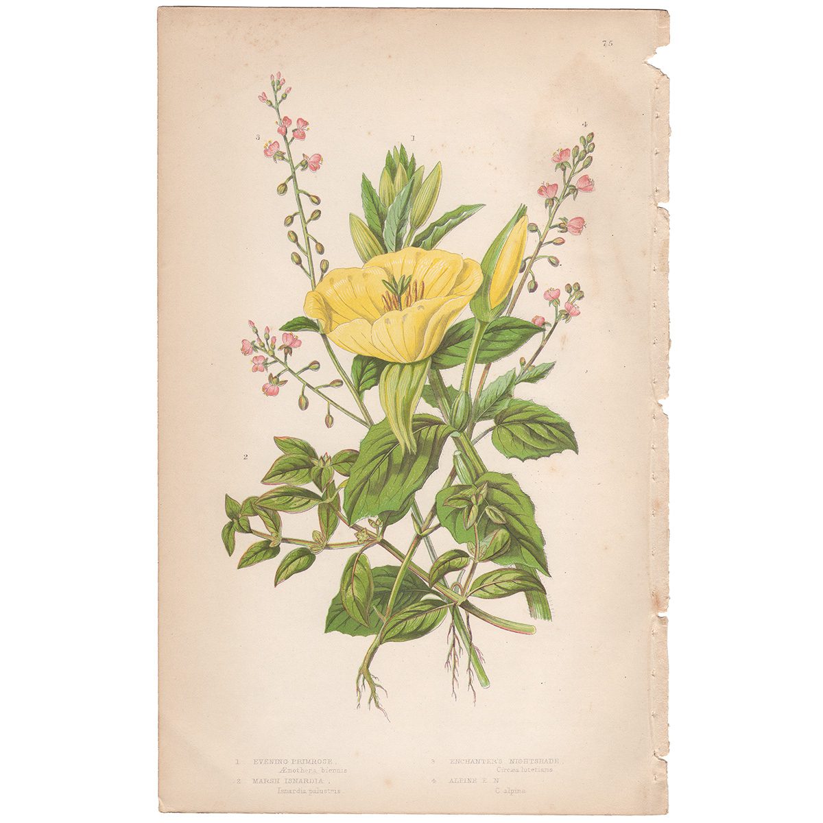 Anne Pratt Plate 75 Primrose, Isnardia, Enchanter's Nightshade