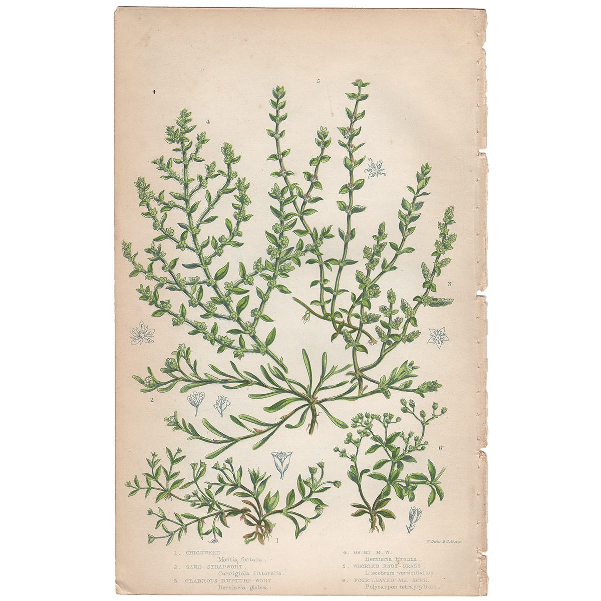 Anne Pratt Plate 78 Chickweed, Rupture-wort, Knot-grass