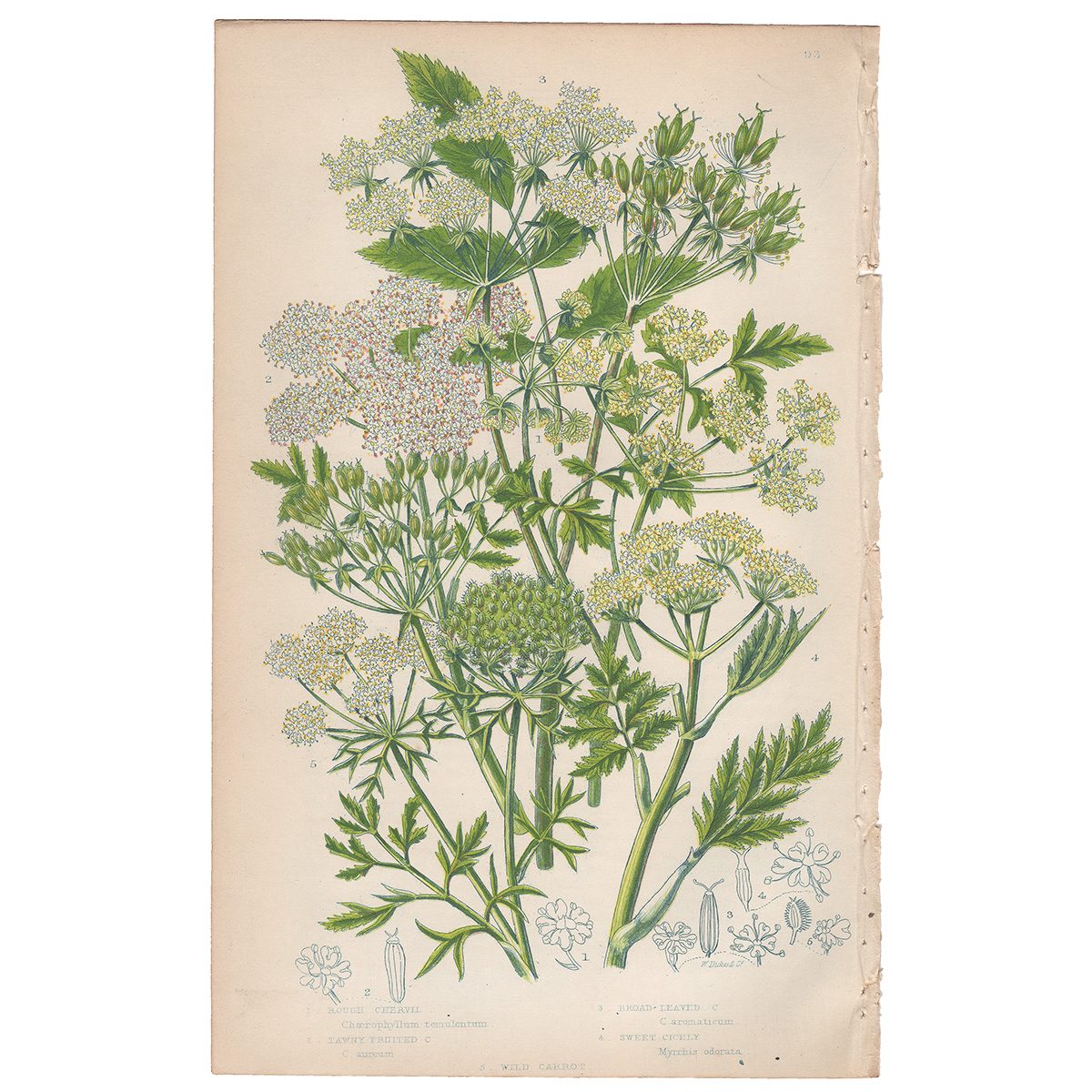 Anne Pratt Plate 93 Chervil, Cicely, Carrot