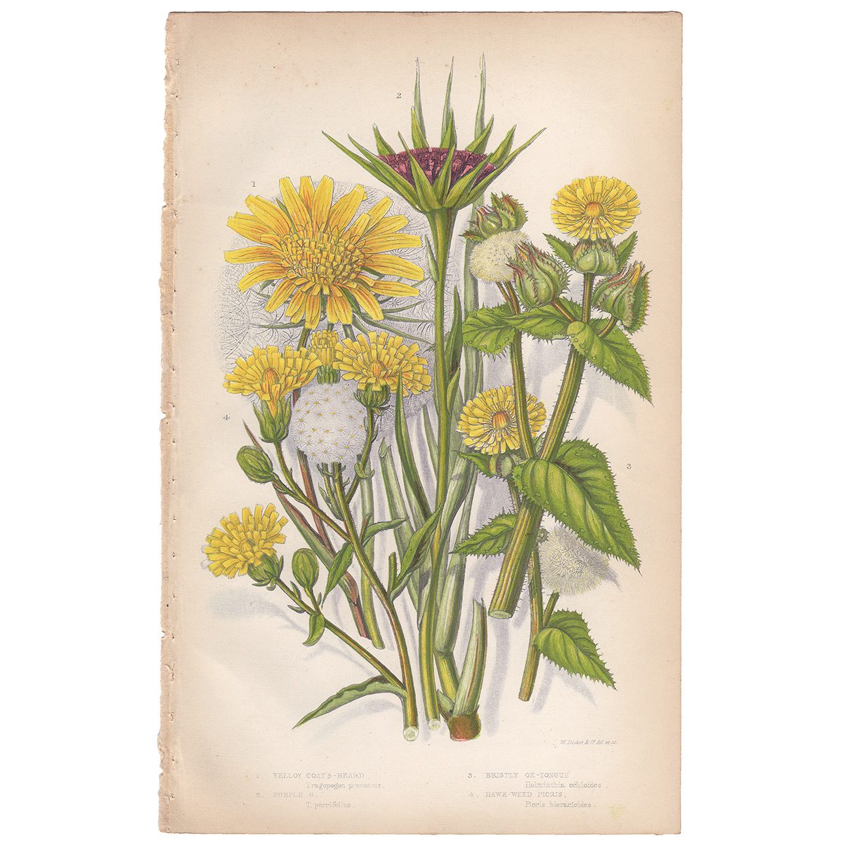 Anne Pratt Plate 106 Goat's Beard, Ox-Tongue, Picris