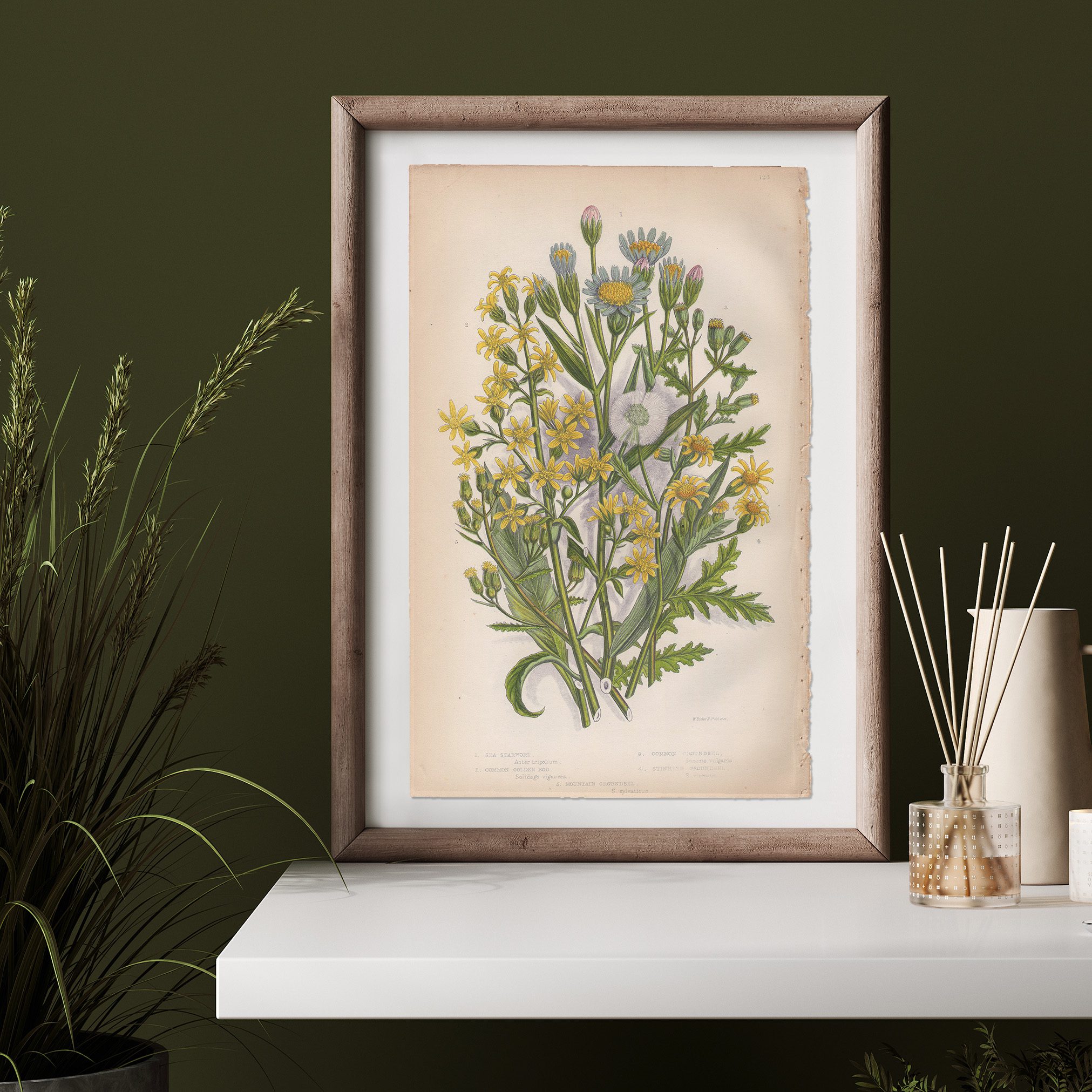 Anne Pratt Plate 124 Sea Starwort, Goldenrod, Groundsel - Image 3