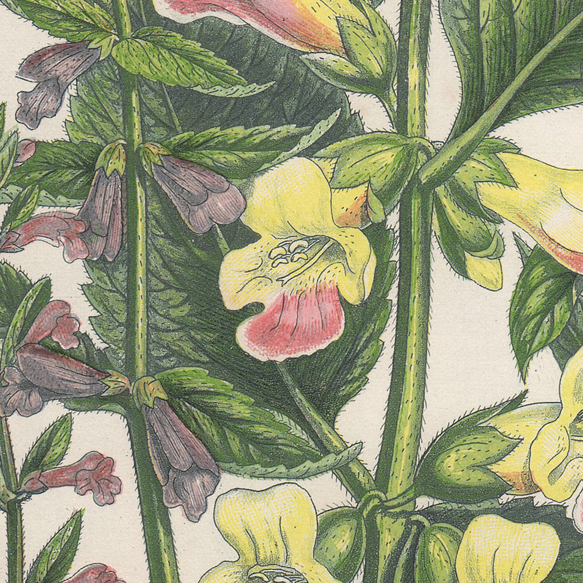 Anne Pratt Plate 166 Bastard Balm, Self Heal, Skull Cap - Image 2