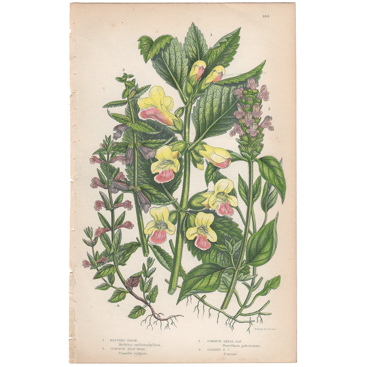 Anne Pratt Plate 166 Bastard Balm, Self Heal, Skull Cap