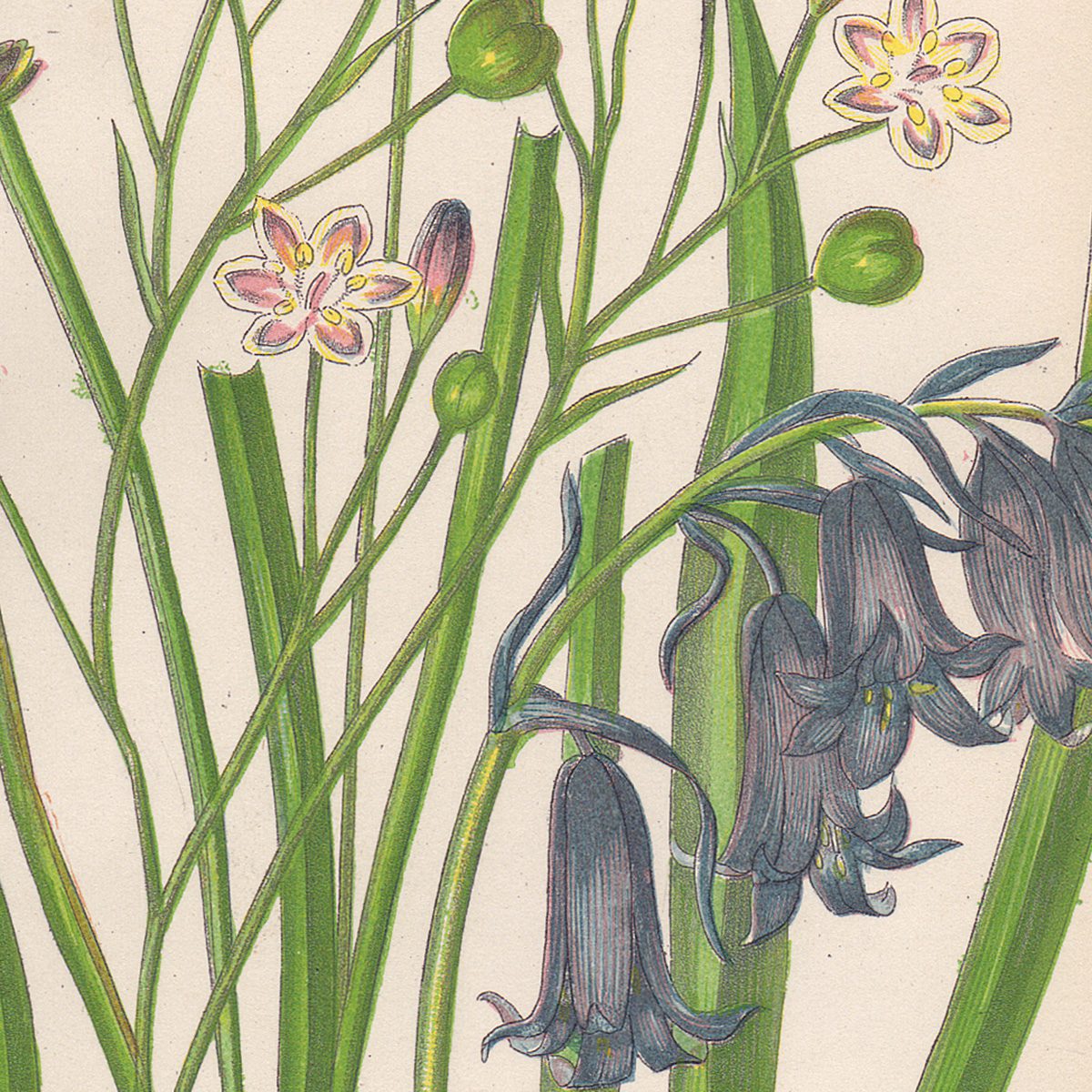 Anne Pratt Plate 223 Simethis, Hyacinth, Blue Bell - Image 2